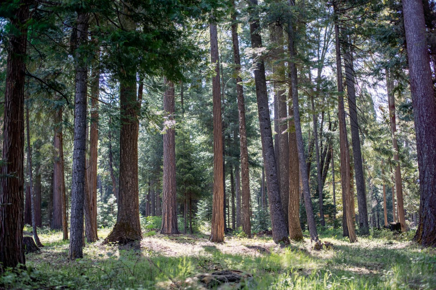 Pollock Pines, California, 95726, United States, ,Residential,For Sale,1982906