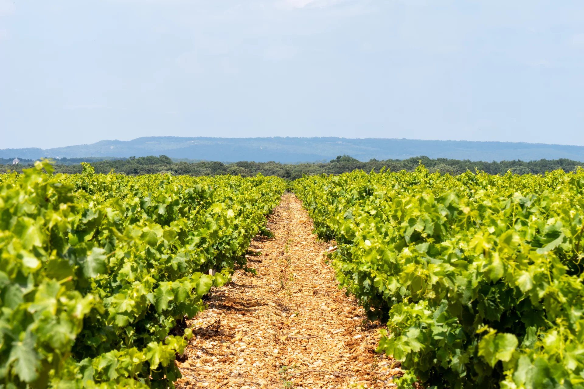 Sainte-Cécile-les-Vignes, Provence-Alpes-Côte d’Azur, 84290, FR, ,Residential,For Sale,2000724