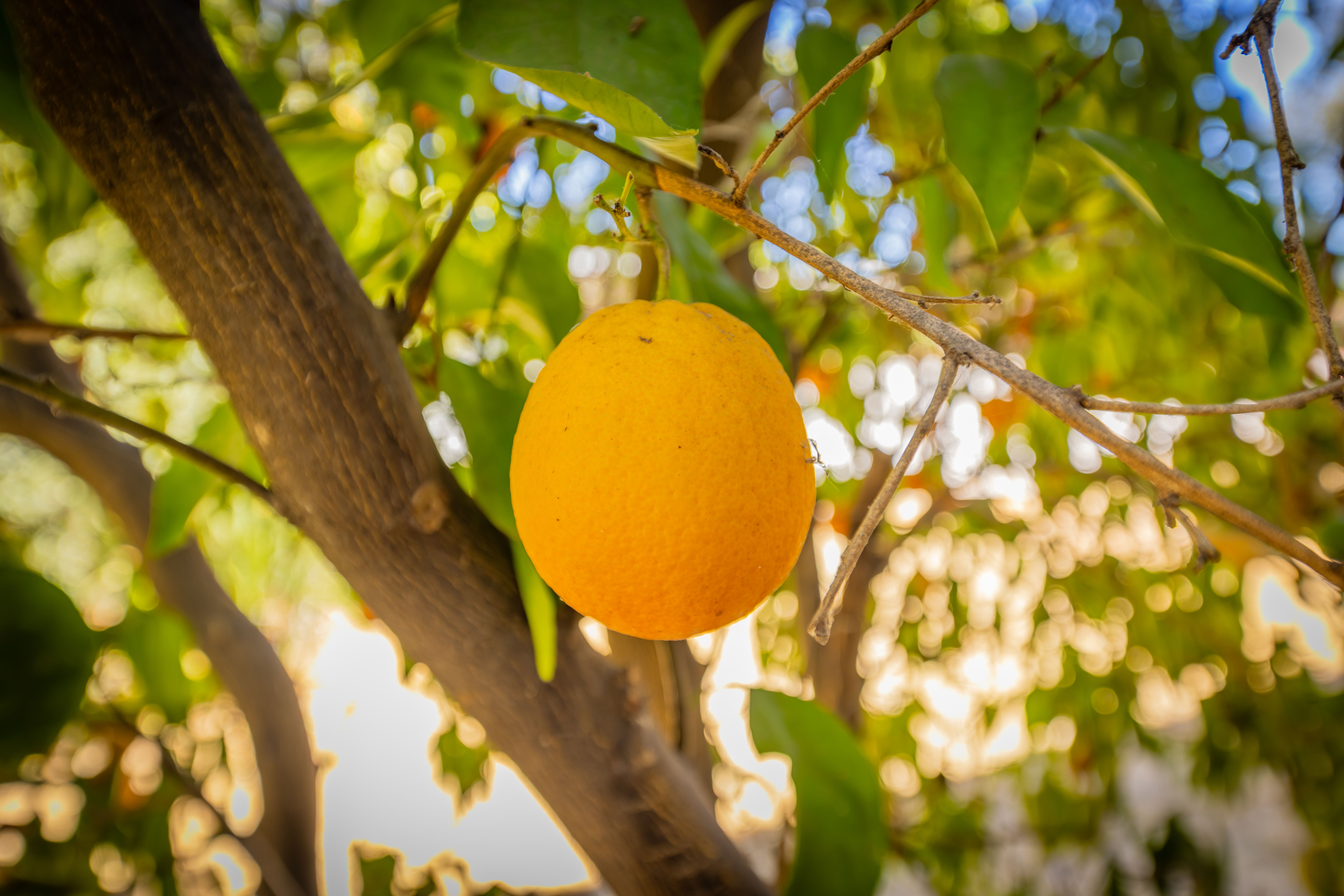  309 Grand Avenue, Ojai, CA 93023 - 物件實景