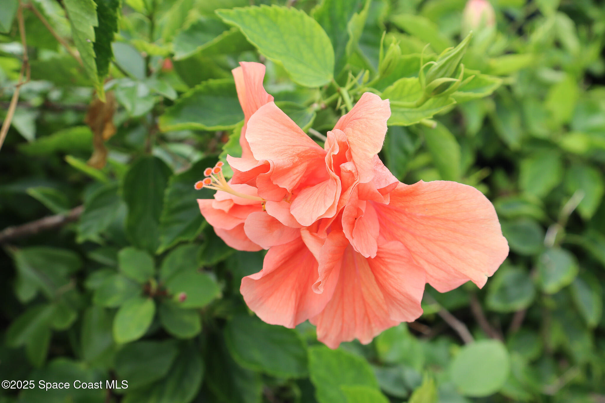 Melbourne Beach, Florida, 32951, United States, 3 Bedrooms Bedrooms, ,3 BathroomsBathrooms,Residential,For Sale,1988623