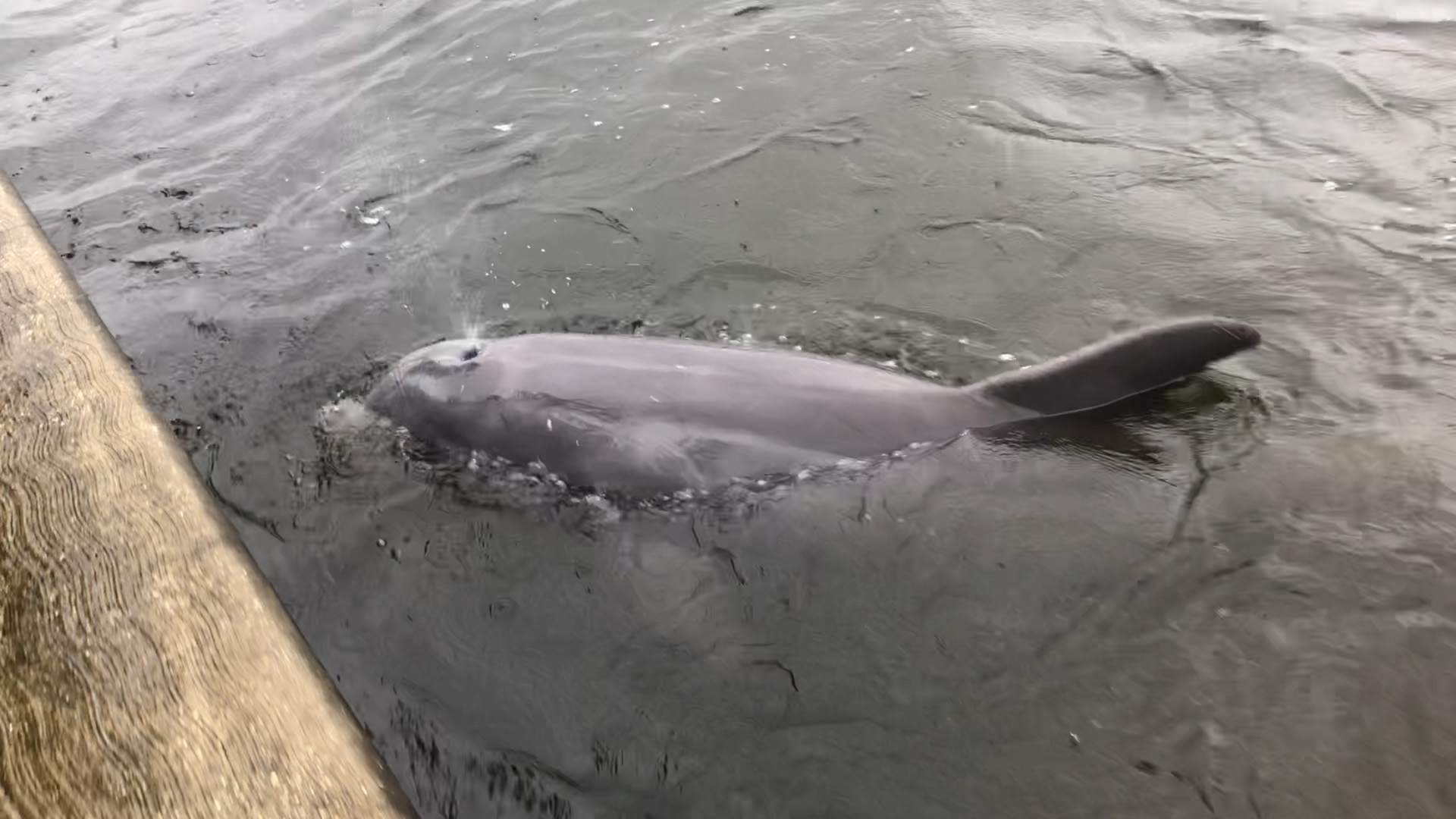 St Petersburg, Florida, 33715, United States, 3 Bedrooms Bedrooms, ,3 BathroomsBathrooms,Residential,For Sale,1983412