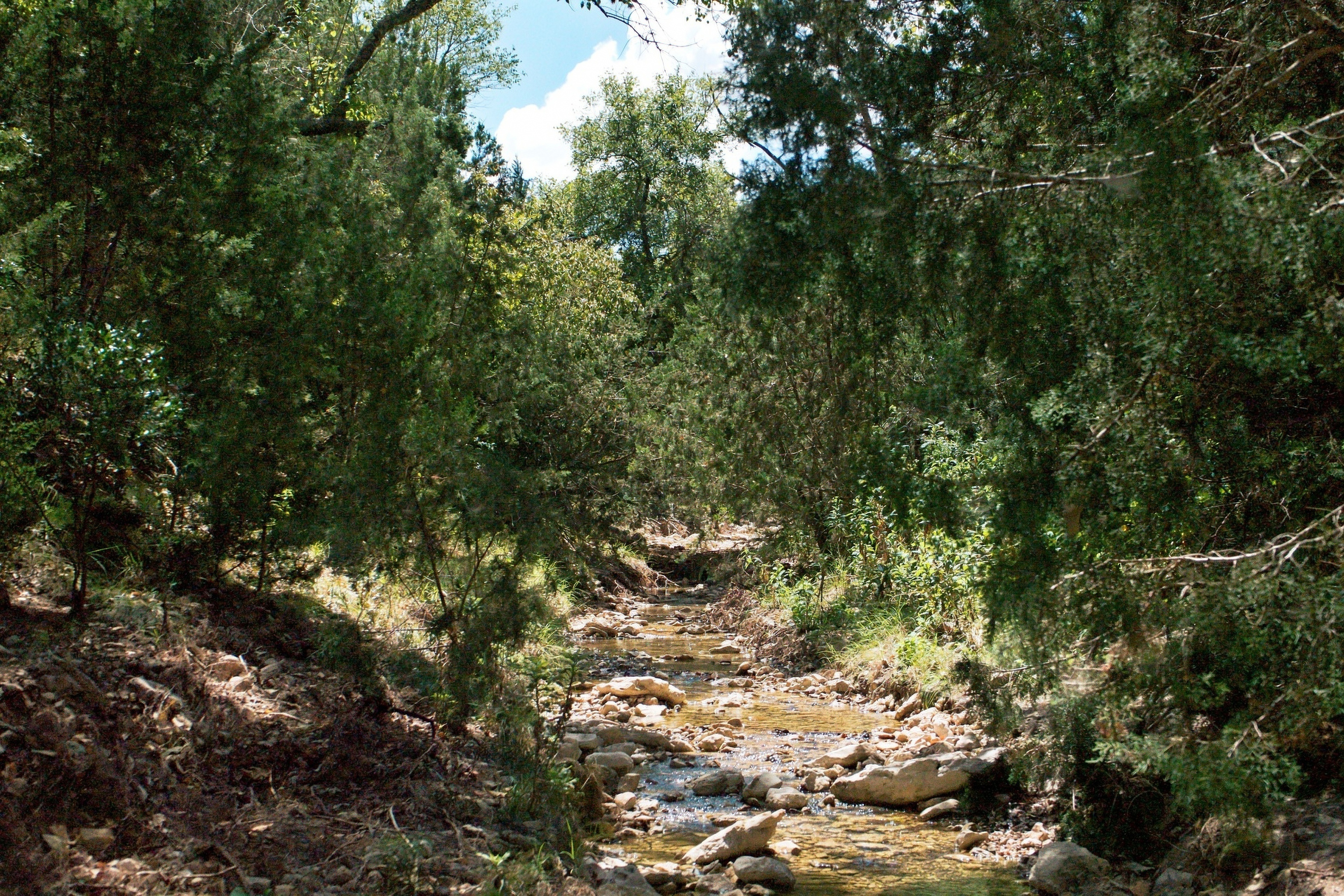  985+/- Acre 12 Springs Ranch - 物件實景