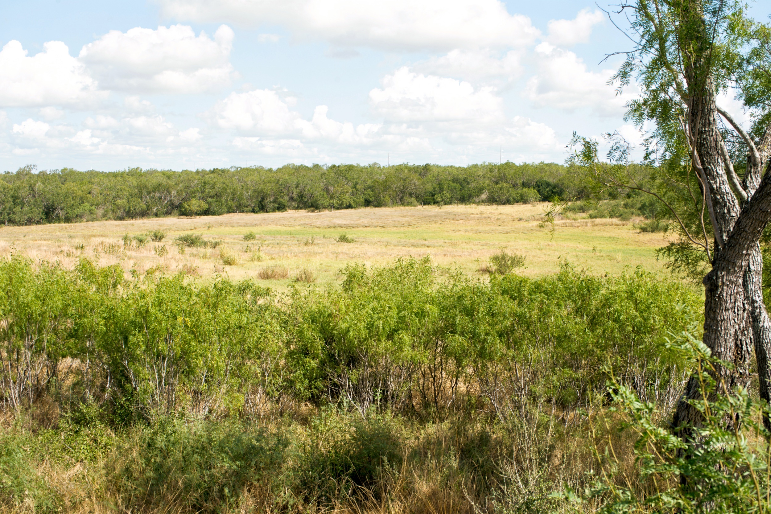  1234.89 +/- Acres, Santa Clara Ranch, Atascosa County, Falls City, TX 78113 - 物件實景