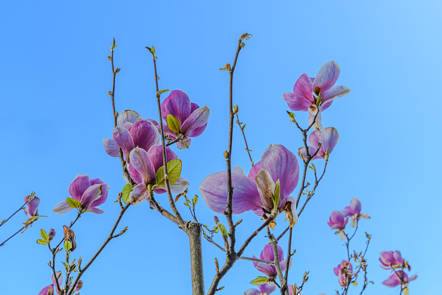  Bright Open Townhome - 物件實景