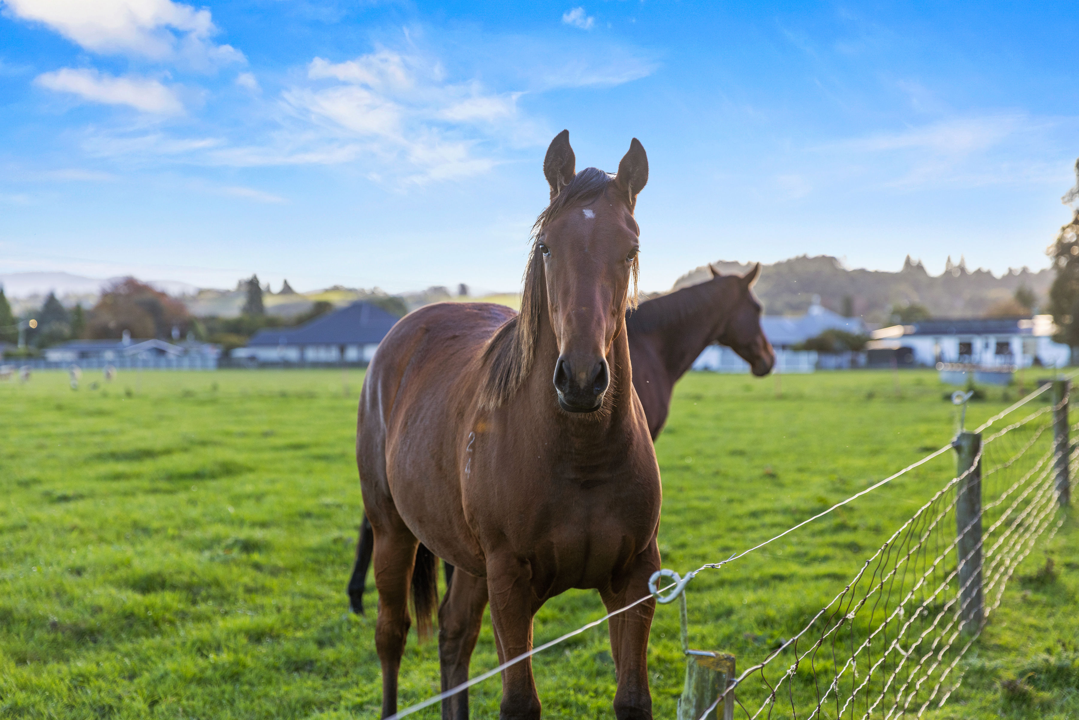  Landmark Homestead rezoned with substantial landbank - 物件實景