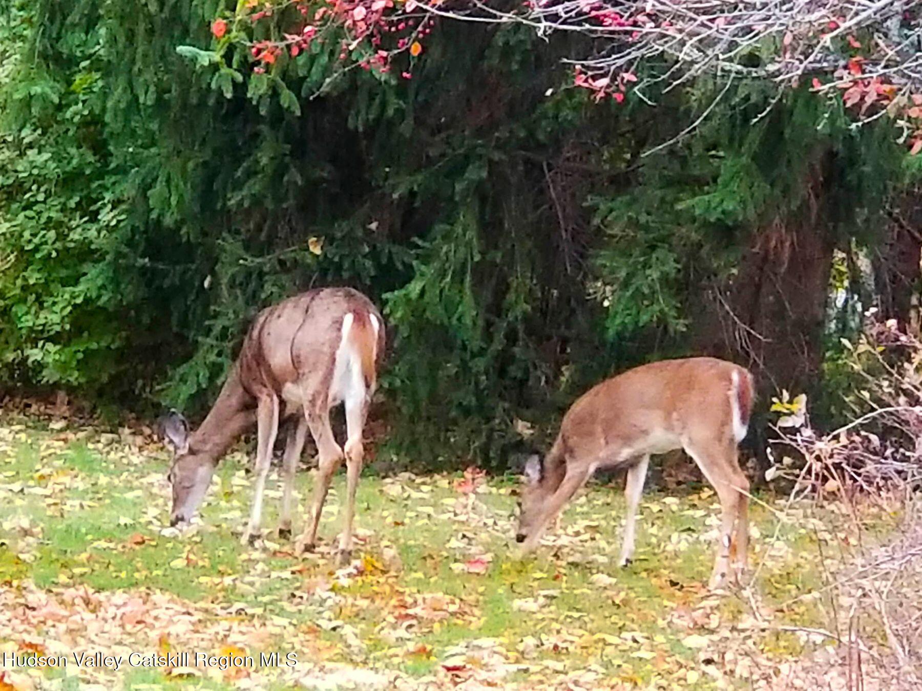 Jewett, New York, 12444, United States, 4 Bedrooms Bedrooms, ,4 BathroomsBathrooms,Residential,For Sale,2003258