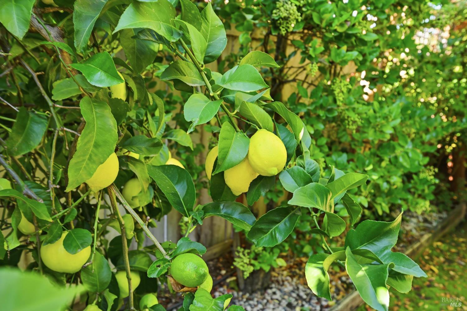 Napa, California, 94559, United States, 5 Bedrooms Bedrooms, ,3 BathroomsBathrooms,Residential,For Sale,2000395