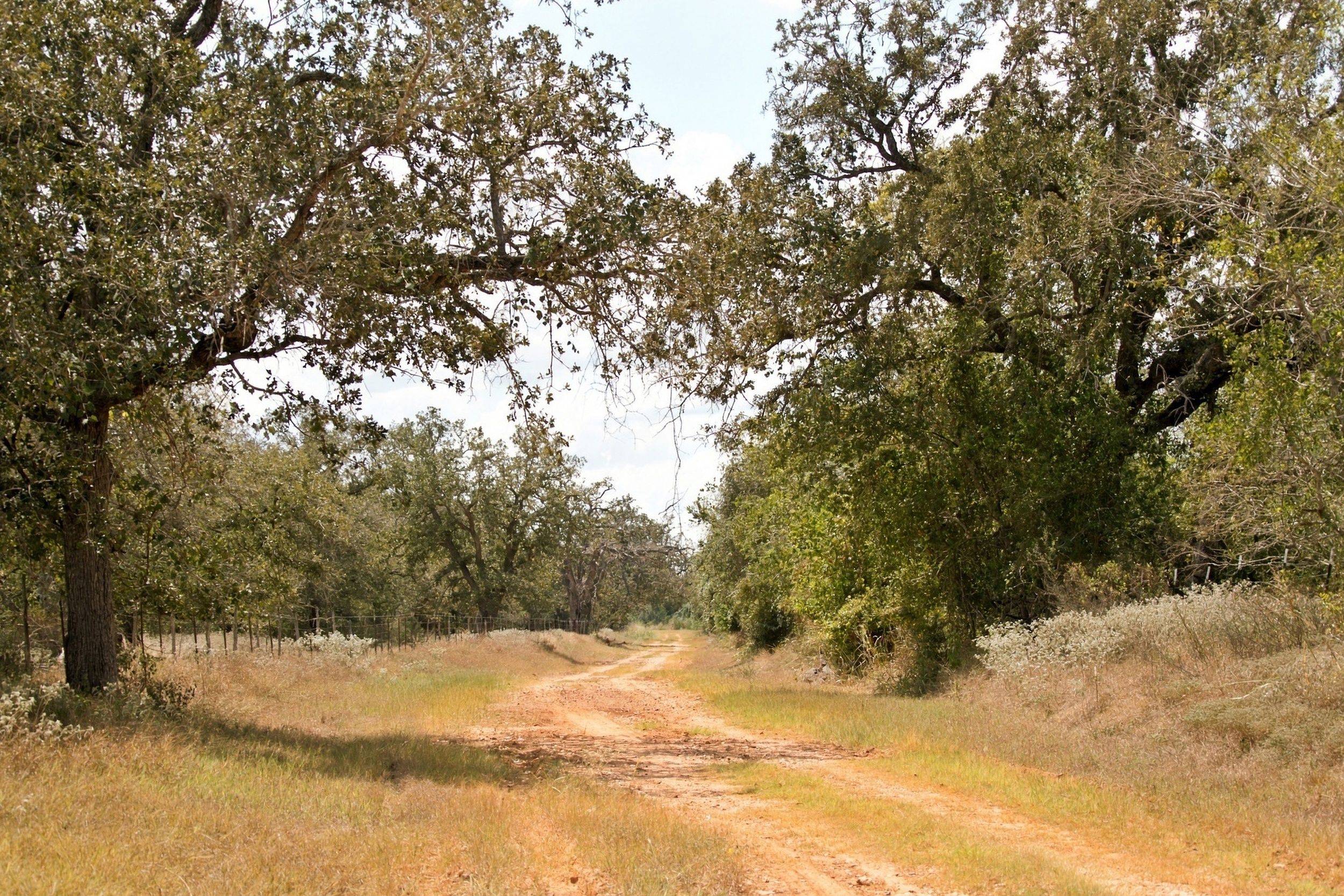  186+/- Acre Post Oak Hill Ranch - 物件實景