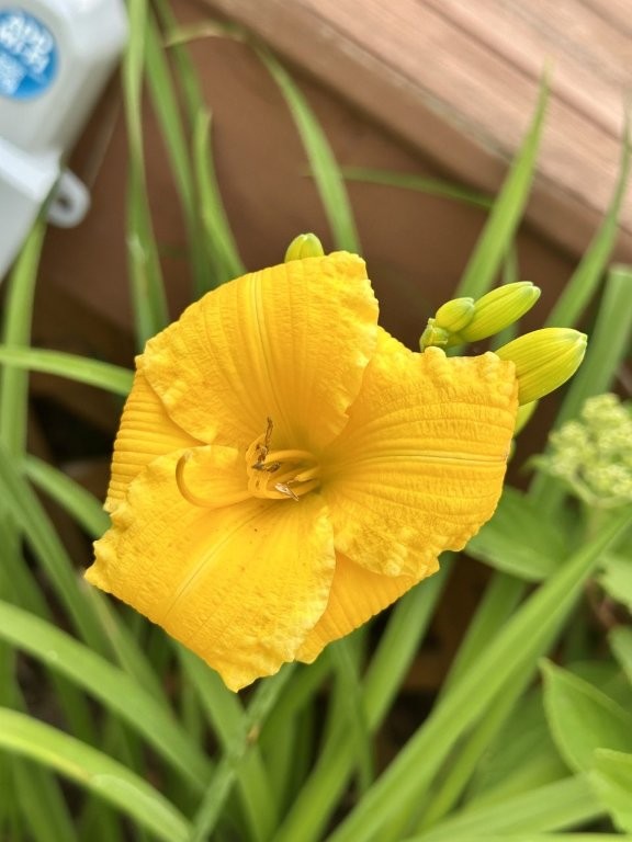 Bemidji, Minnesota, 56601, United States, 6 Bedrooms Bedrooms, ,2 BathroomsBathrooms,Residential,For Sale,2000102