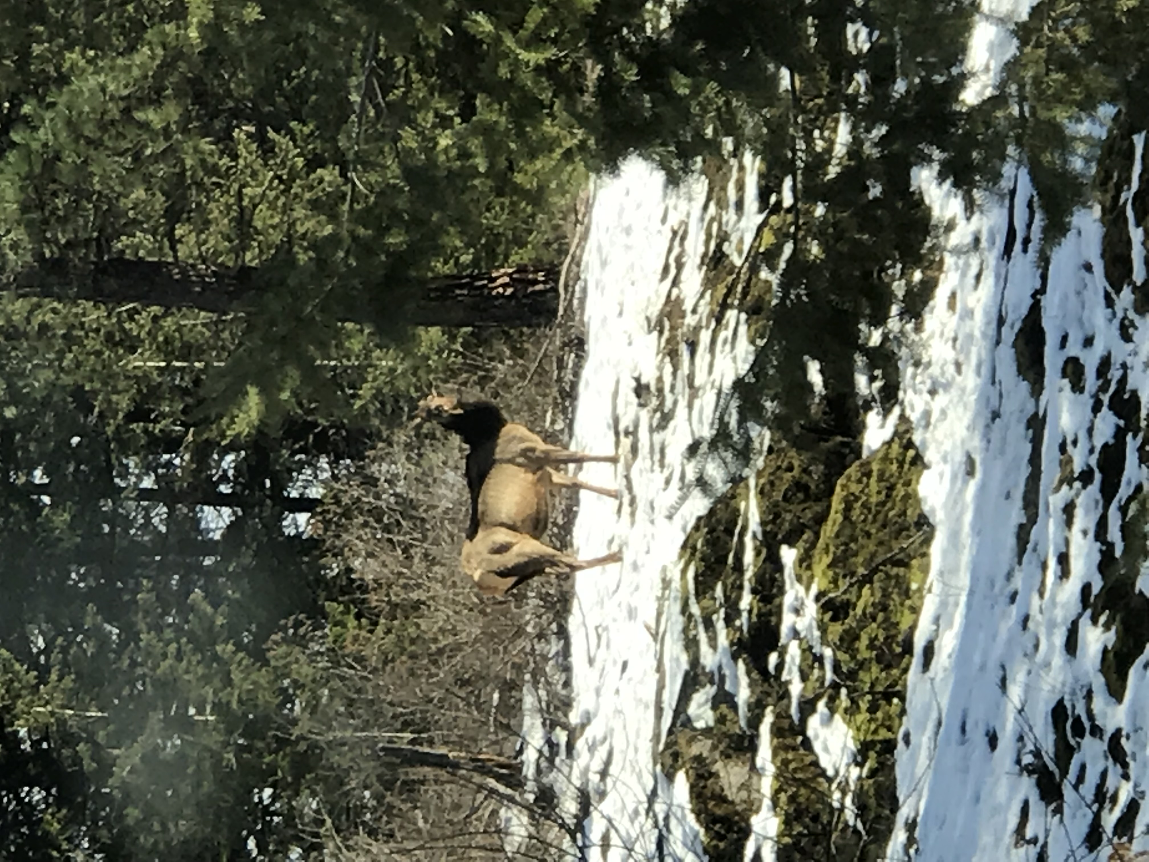Clark Fork, Idaho, 83811, United States, 3 Bedrooms Bedrooms, ,2 BathroomsBathrooms,Residential,For Sale,1975167