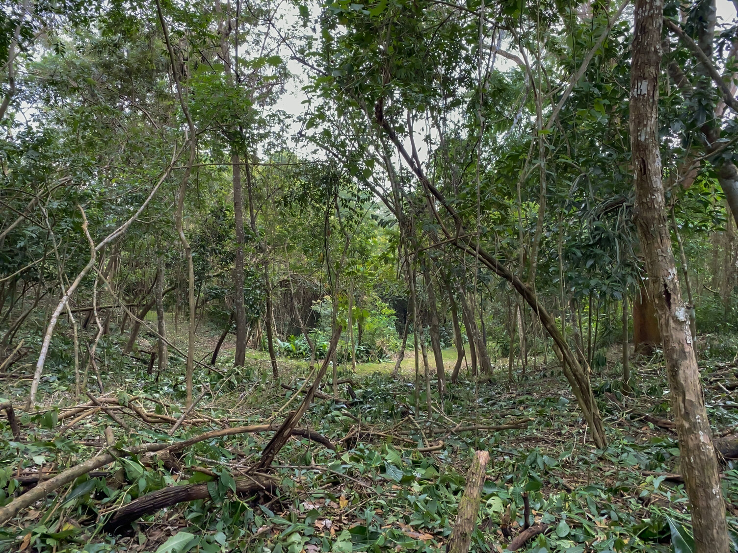 Las Delicias, Delicias, Puntarenas, CR, ,Land,For Sale,Las Delicias,1613556