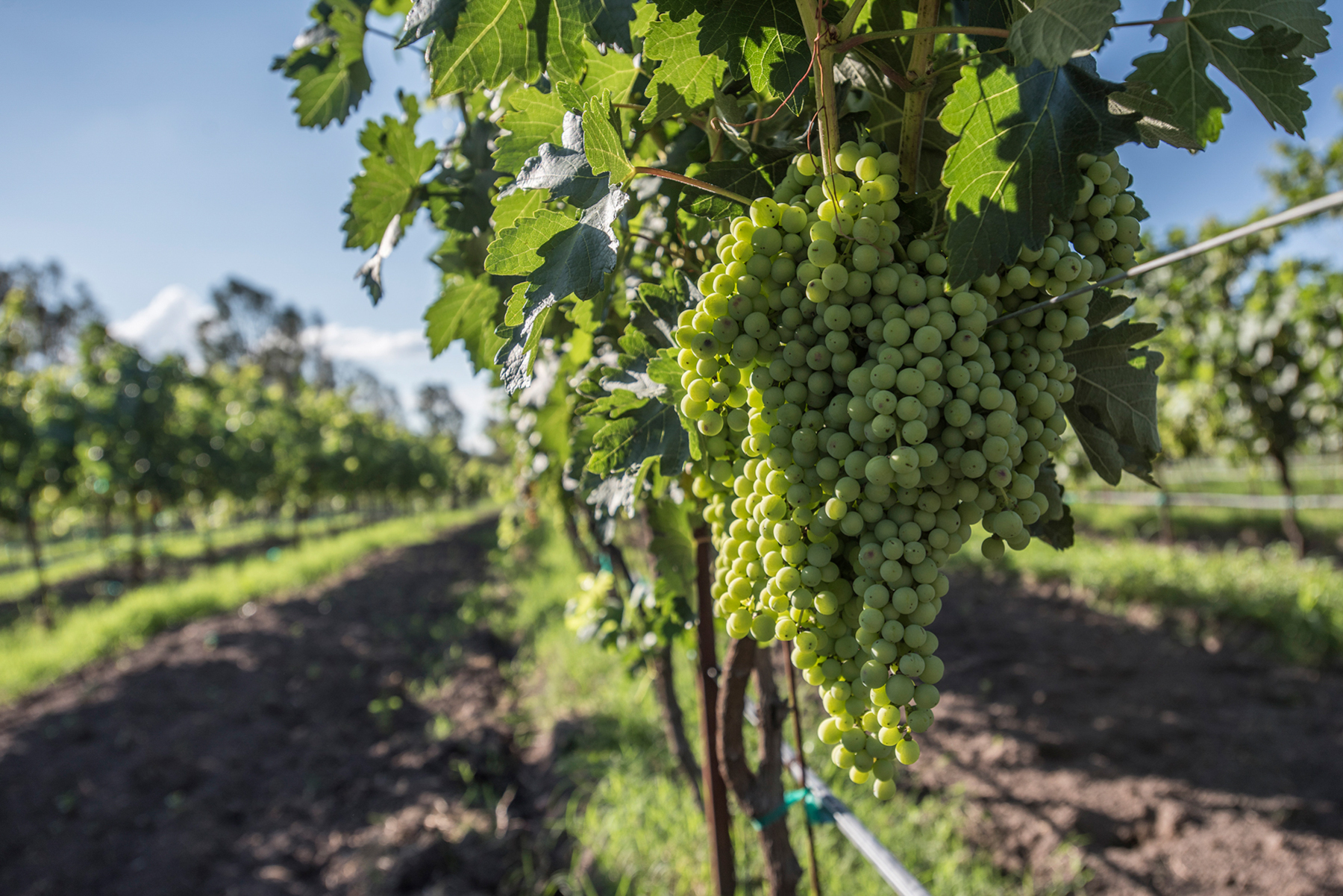  TERRENO PUERTA DEL LOBO - 物件實景