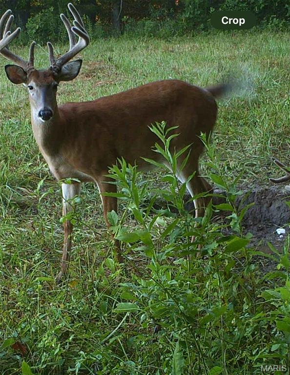 Monroe City, Missouri, 63456, United States, ,Land,For Sale,1980469