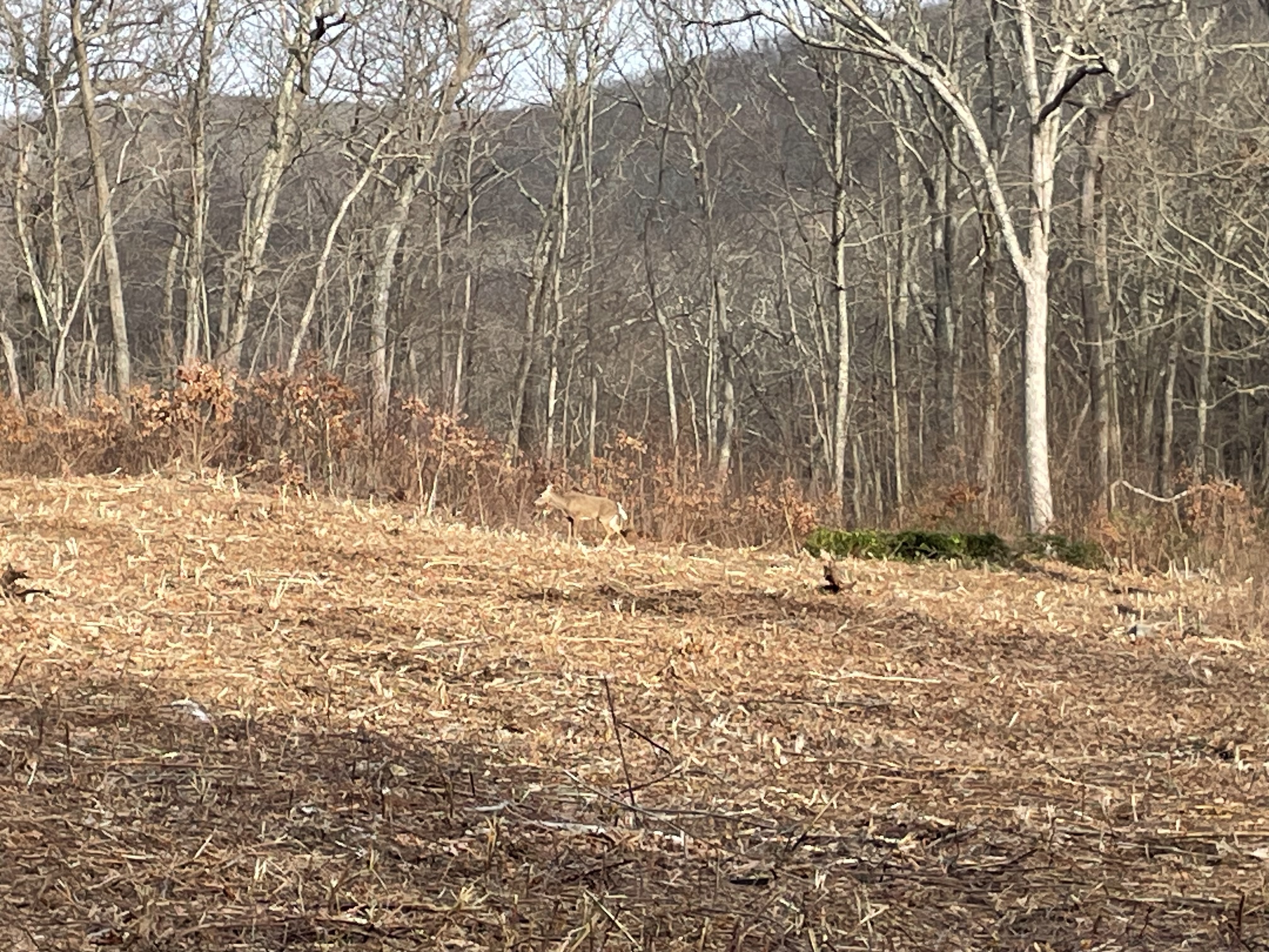  197 Tinker Hill Road - 物件實景