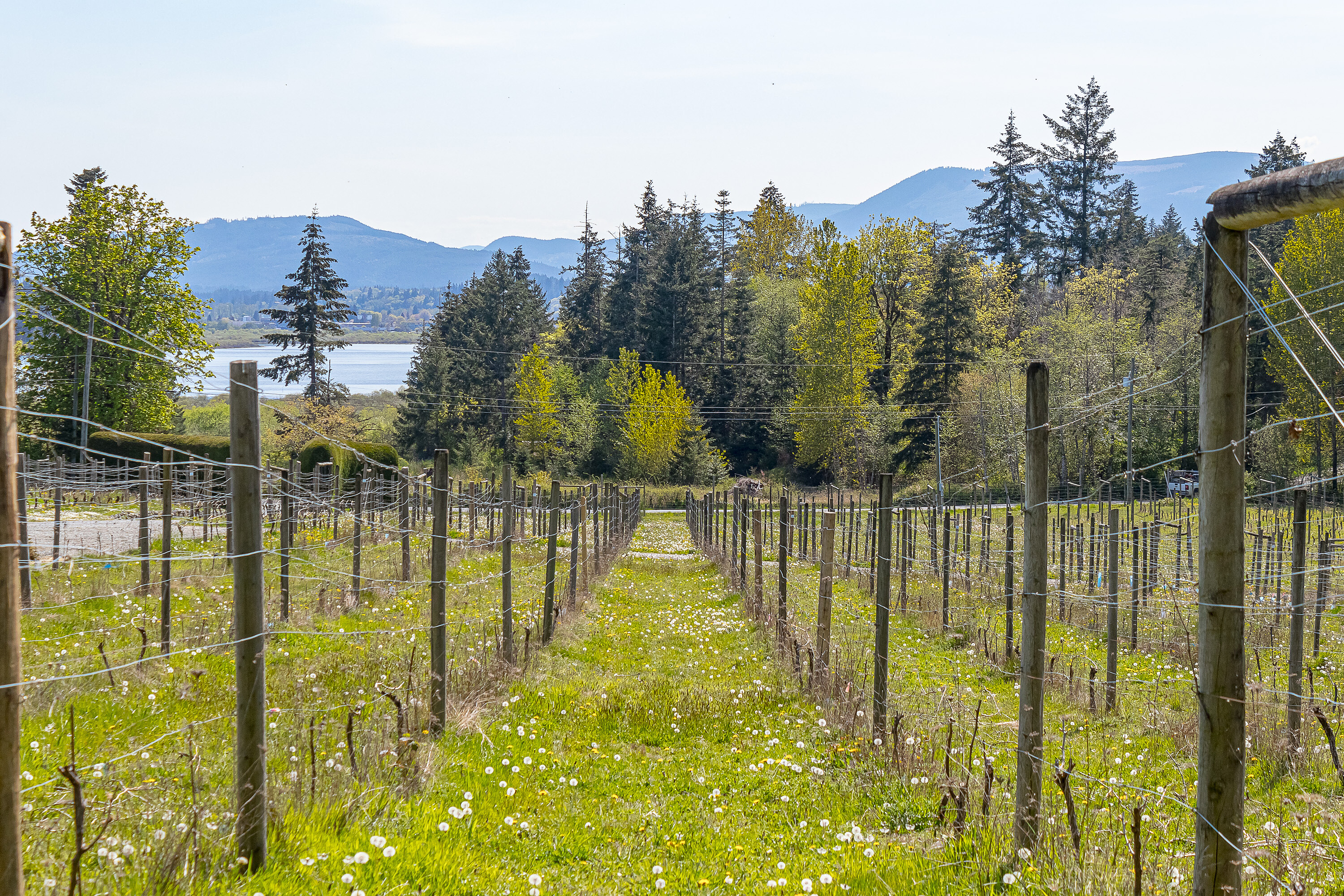  Welcome to Emandare Vineyard - 物件實景