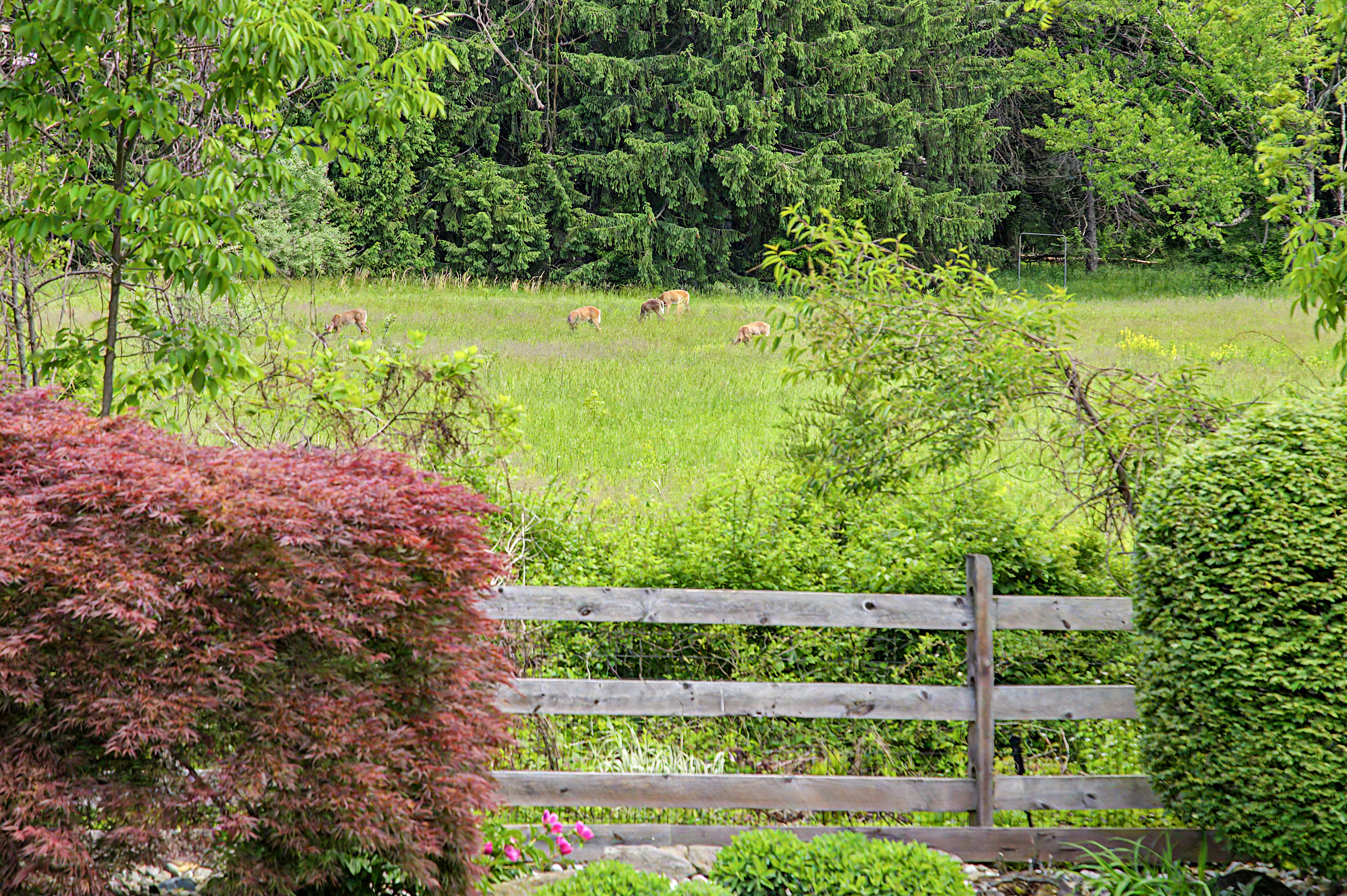  4009 Smoke Road, Doylestown, PA 18902 - 物件實景