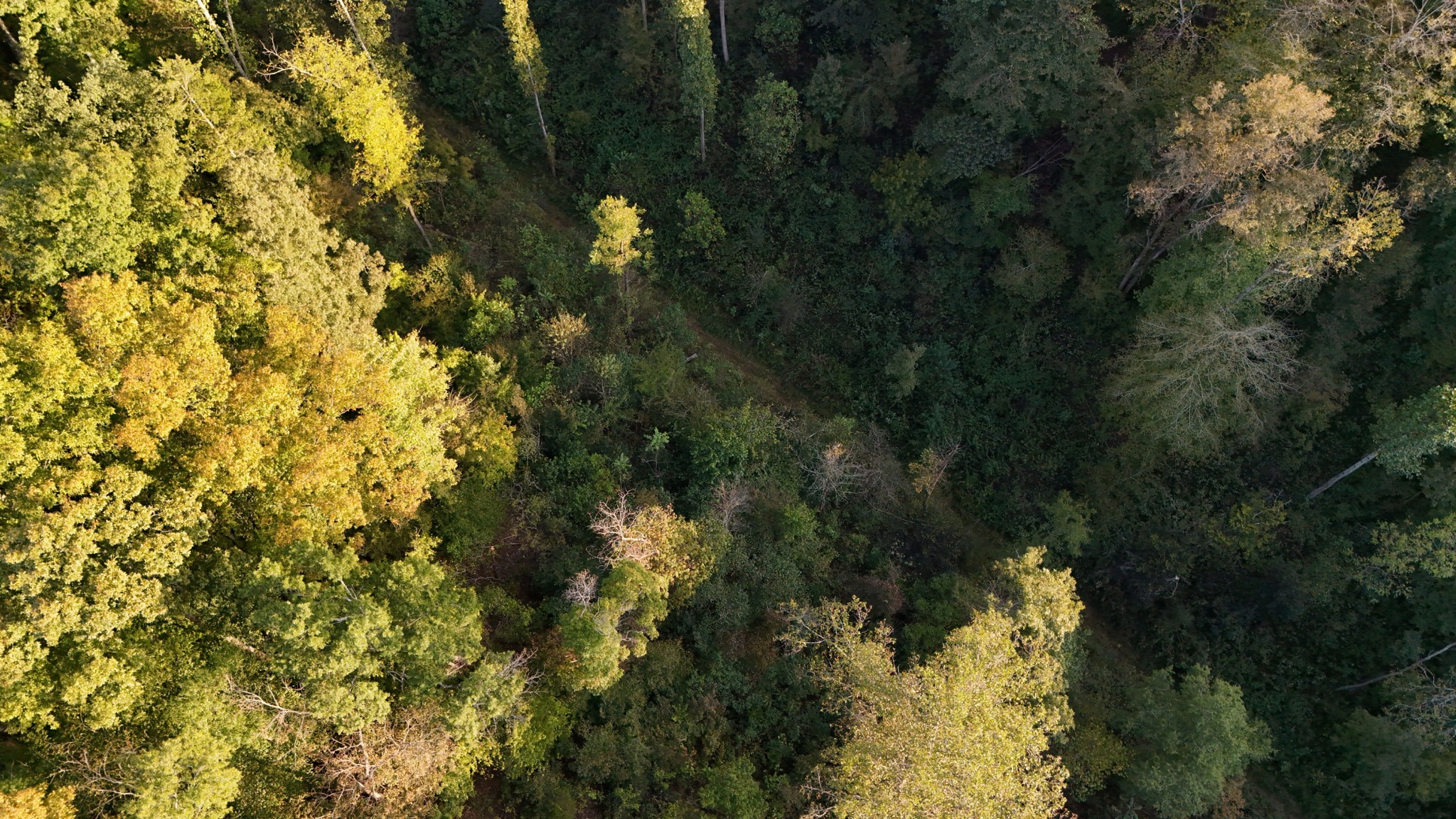 Lynchburg, Tennessee, 37388, United States, ,Land,For Sale,1982223