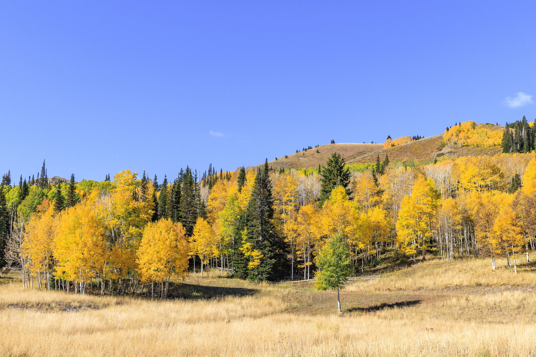  Incredible 28 Acre Estate Lot in the Colony at White Pine Canyon - 物件實景