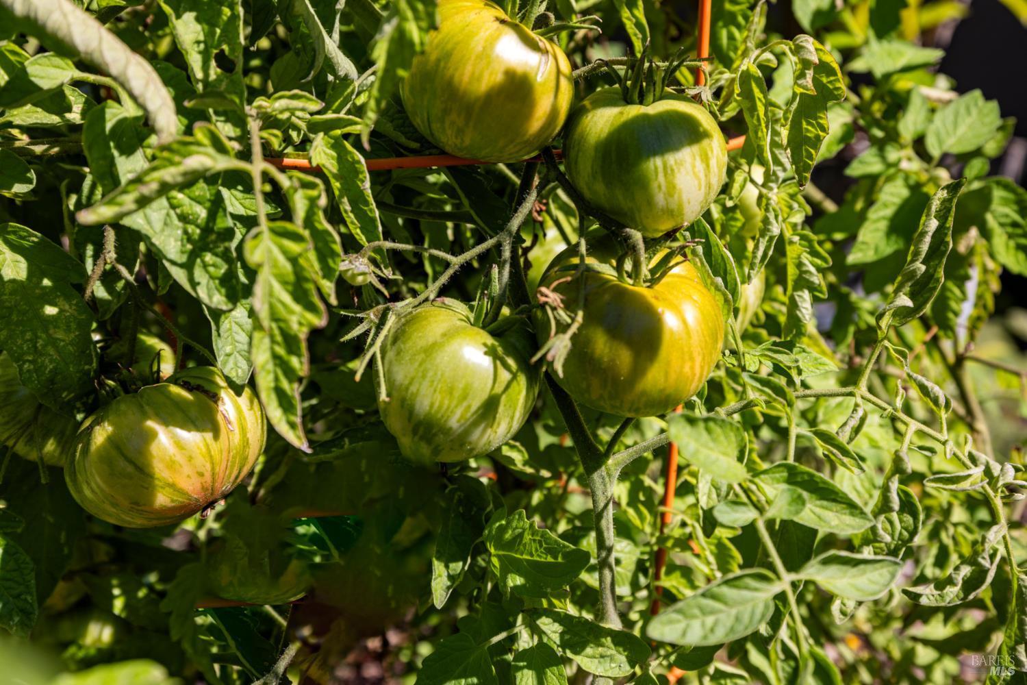 Santa Rosa, California, 95407, United States, 4 Bedrooms Bedrooms, ,3 BathroomsBathrooms,Residential,For Sale,1980026