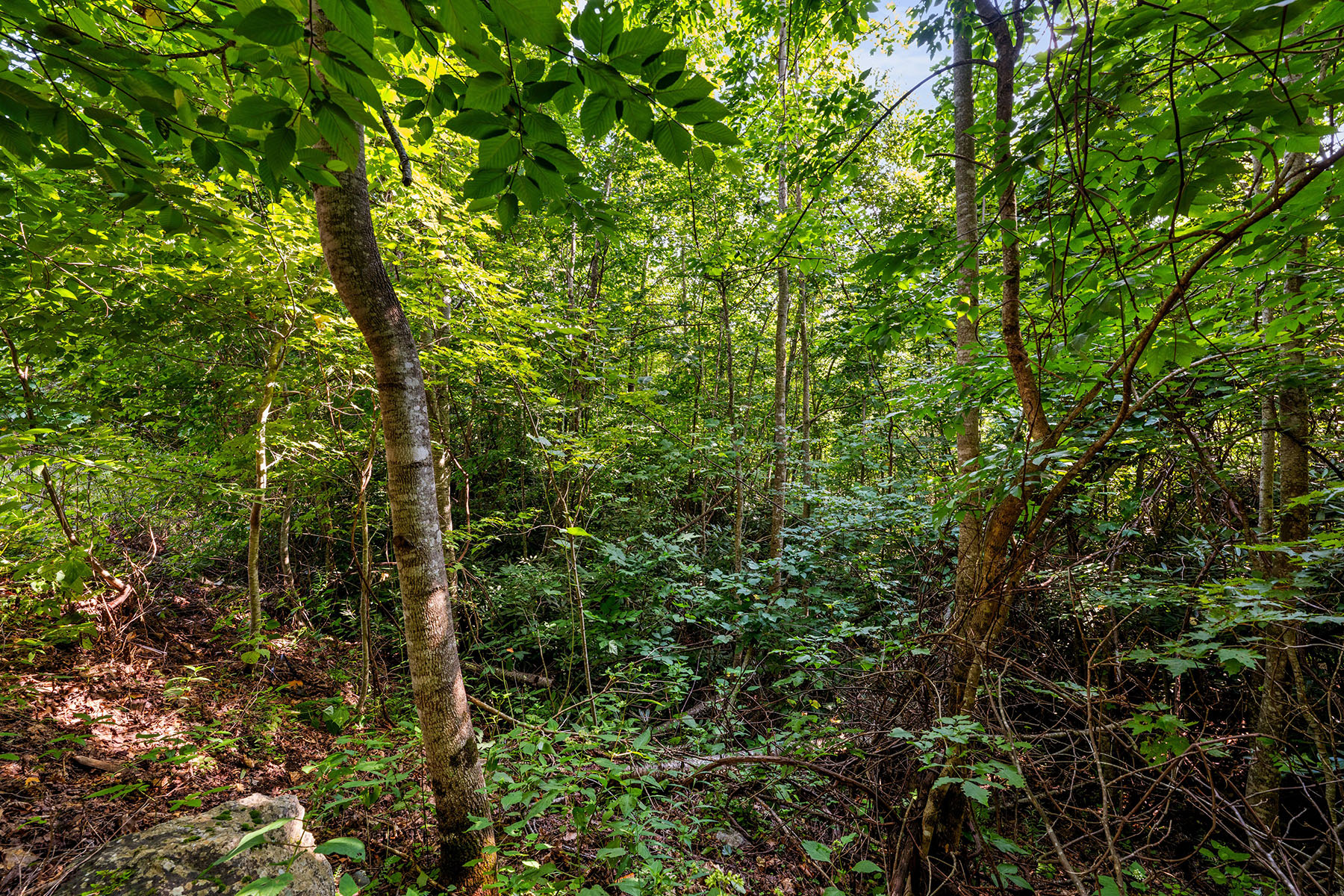  ELK PARK - HEADWATERS AT BANNER ELK - 物件實景