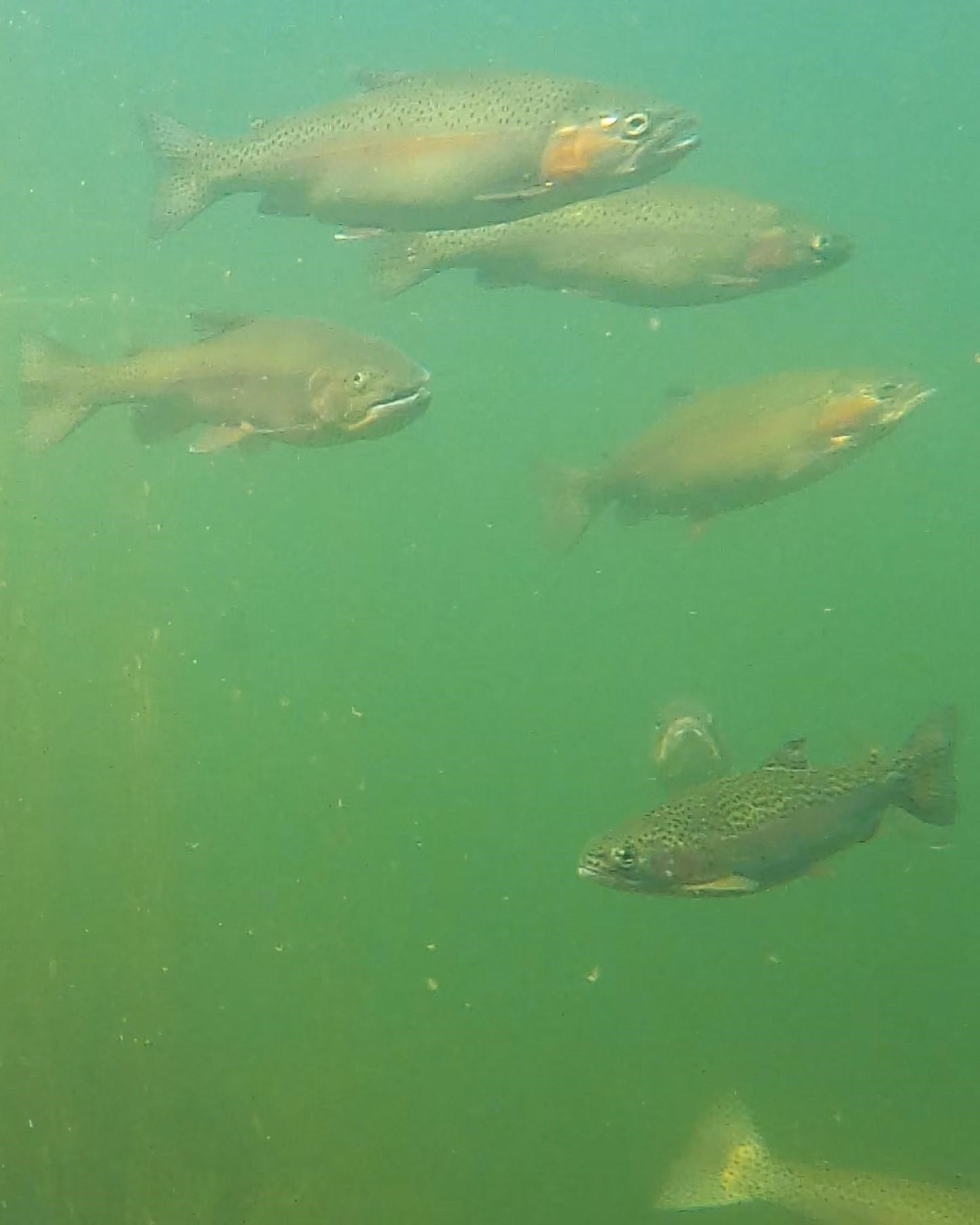 Jay, Vermont, 05859, United States, ,Land,For Sale,1999221