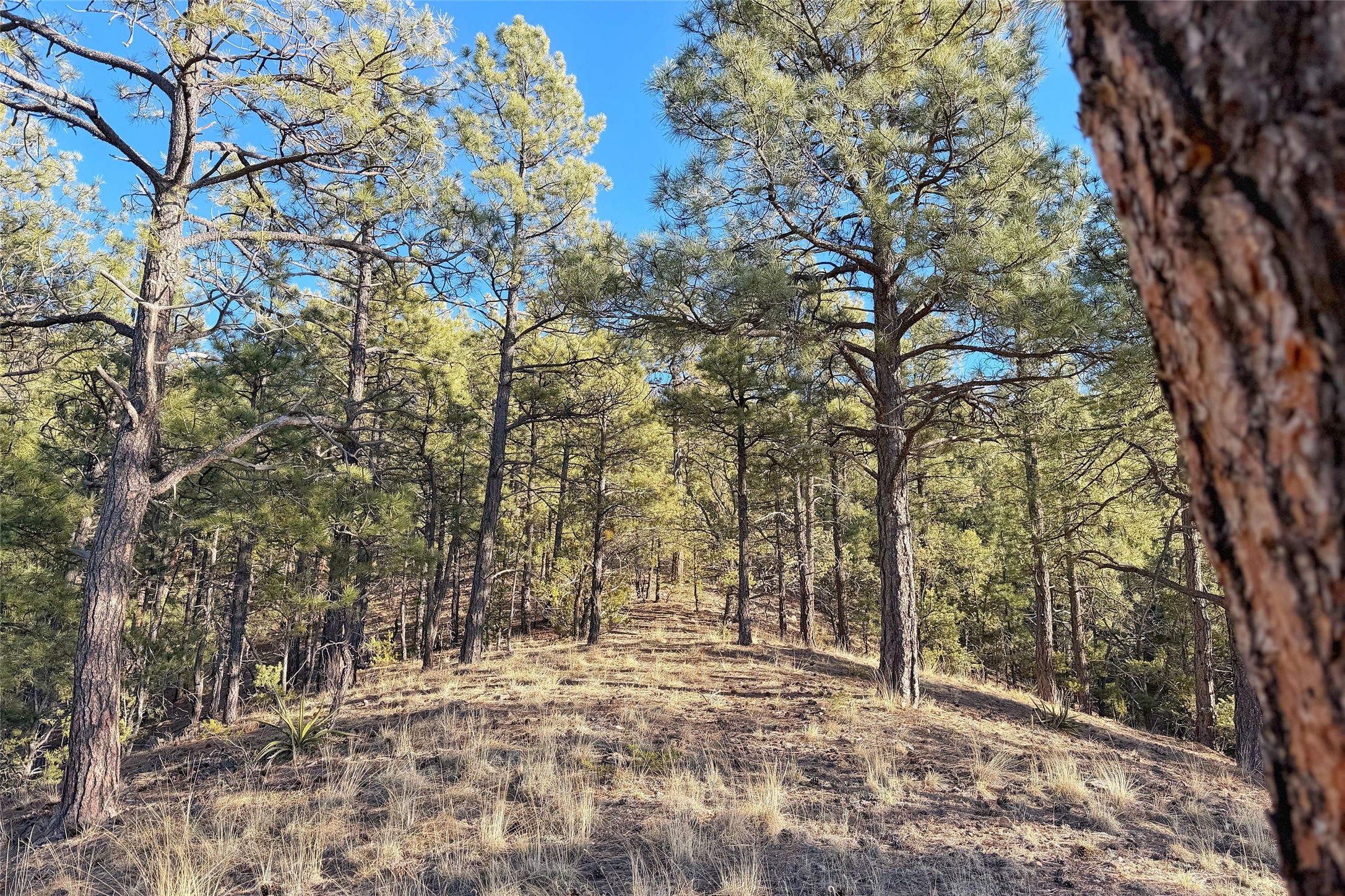  98 La Barbaria Trail - 物件實景