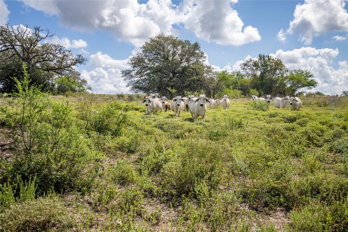 Cuero, Texas, 77954, United States, ,Residential,For Sale,1946988