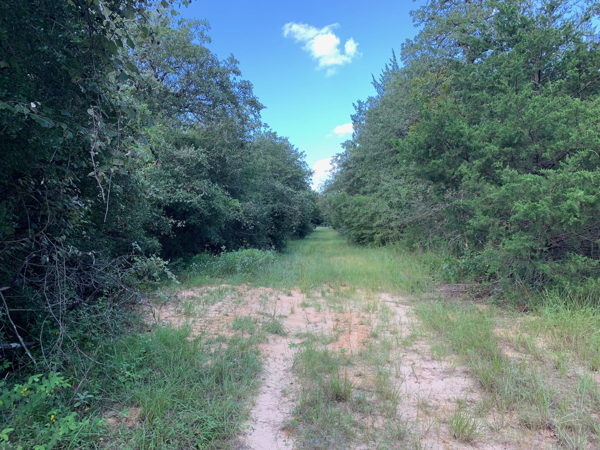 5632 County Road 317, Caldwell, Texas, 77836, United States, ,Land,For Sale,5632 County Road 317,1626286
