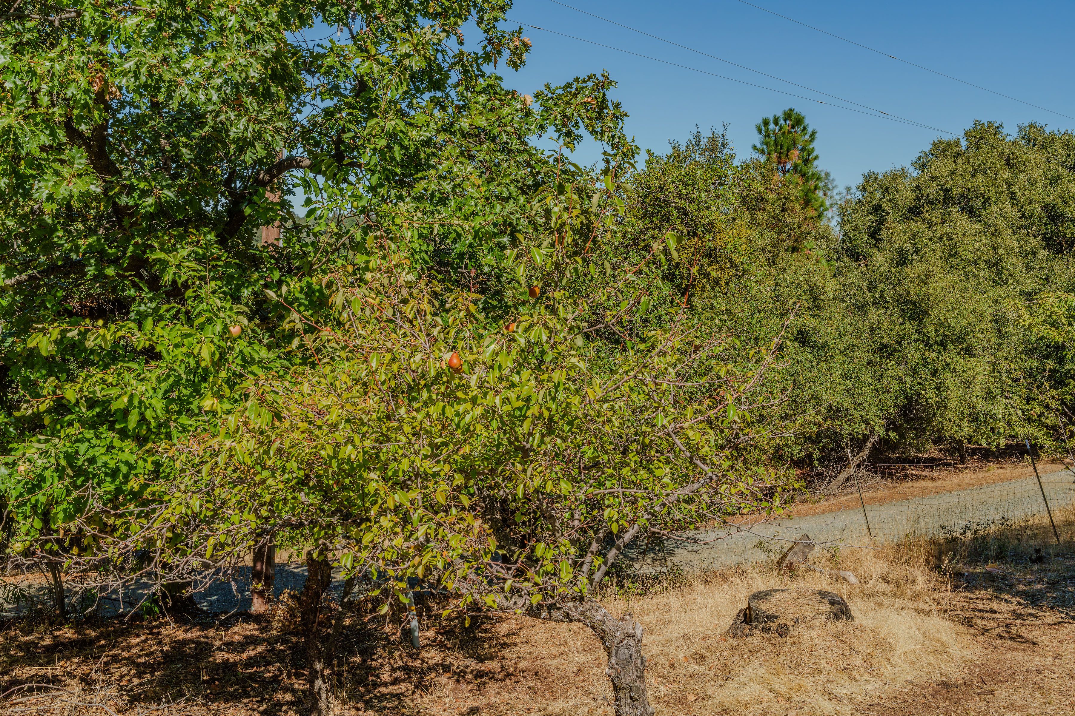  17900 Holly Road, Fiddletown, CA 95629 - 物件實景