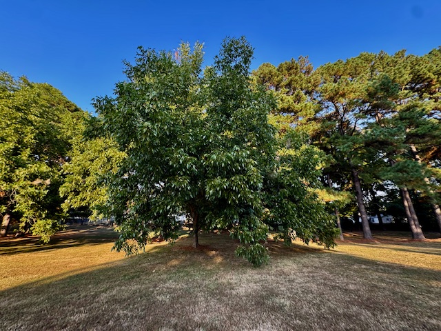 Paragould, Arkansas, 72450, United States, 5 Bedrooms Bedrooms, ,3 BathroomsBathrooms,Residential,For Sale,1955284