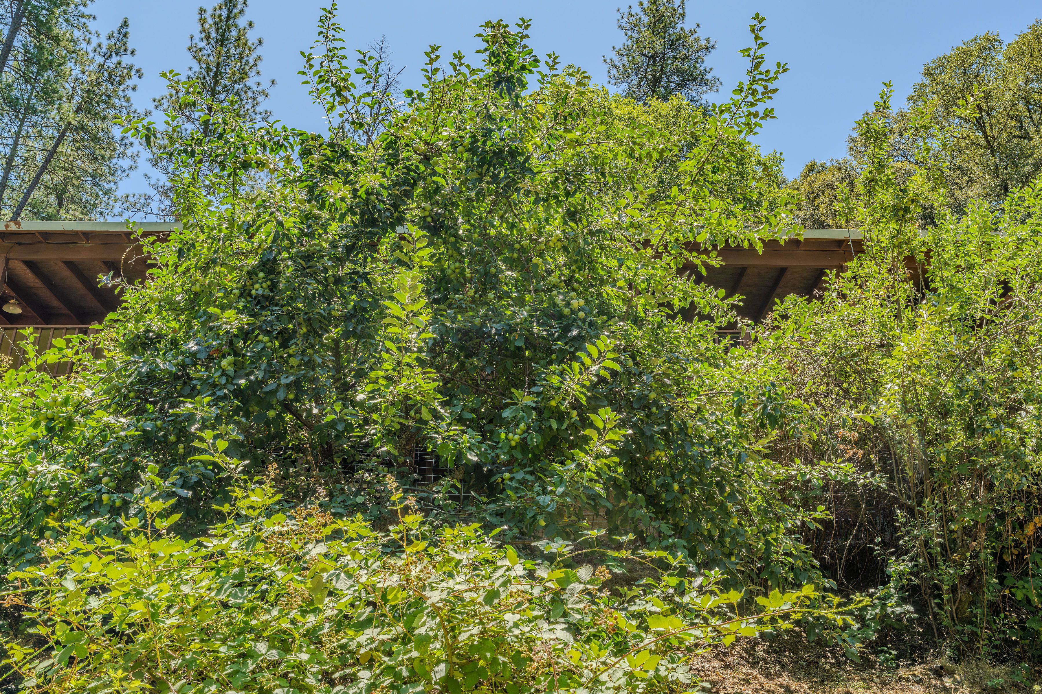  16000 Sutter Creek Road, Sutter Creek, CA 95685 - 物件實景