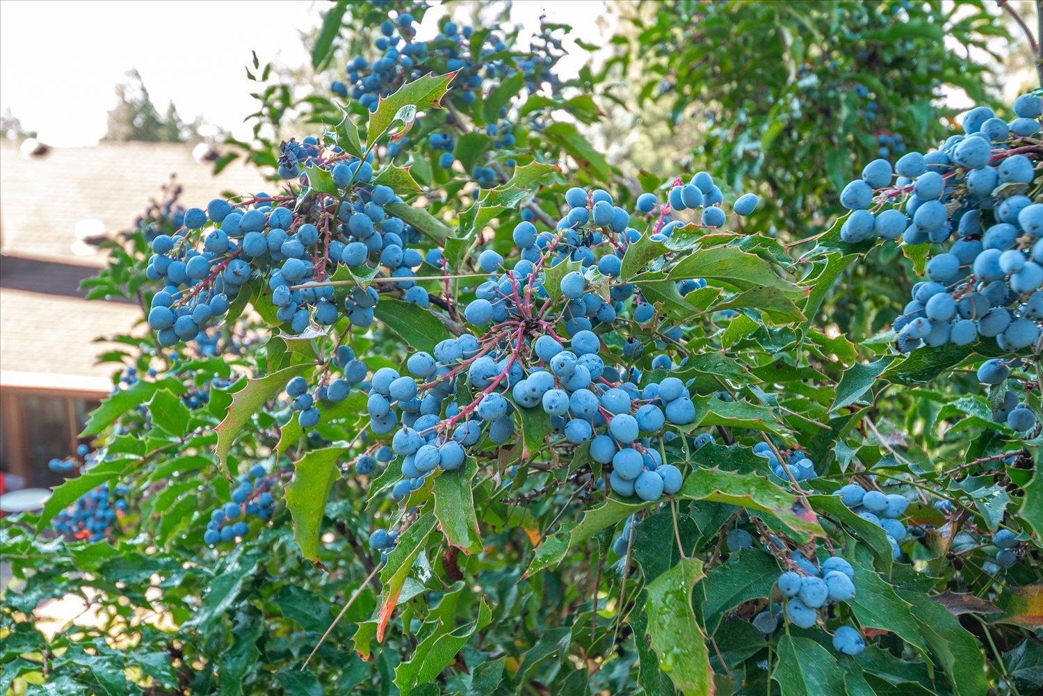 Spokane, Washington, 99208, United States, 5 Bedrooms Bedrooms, ,4 BathroomsBathrooms,Residential,For Sale,1979653