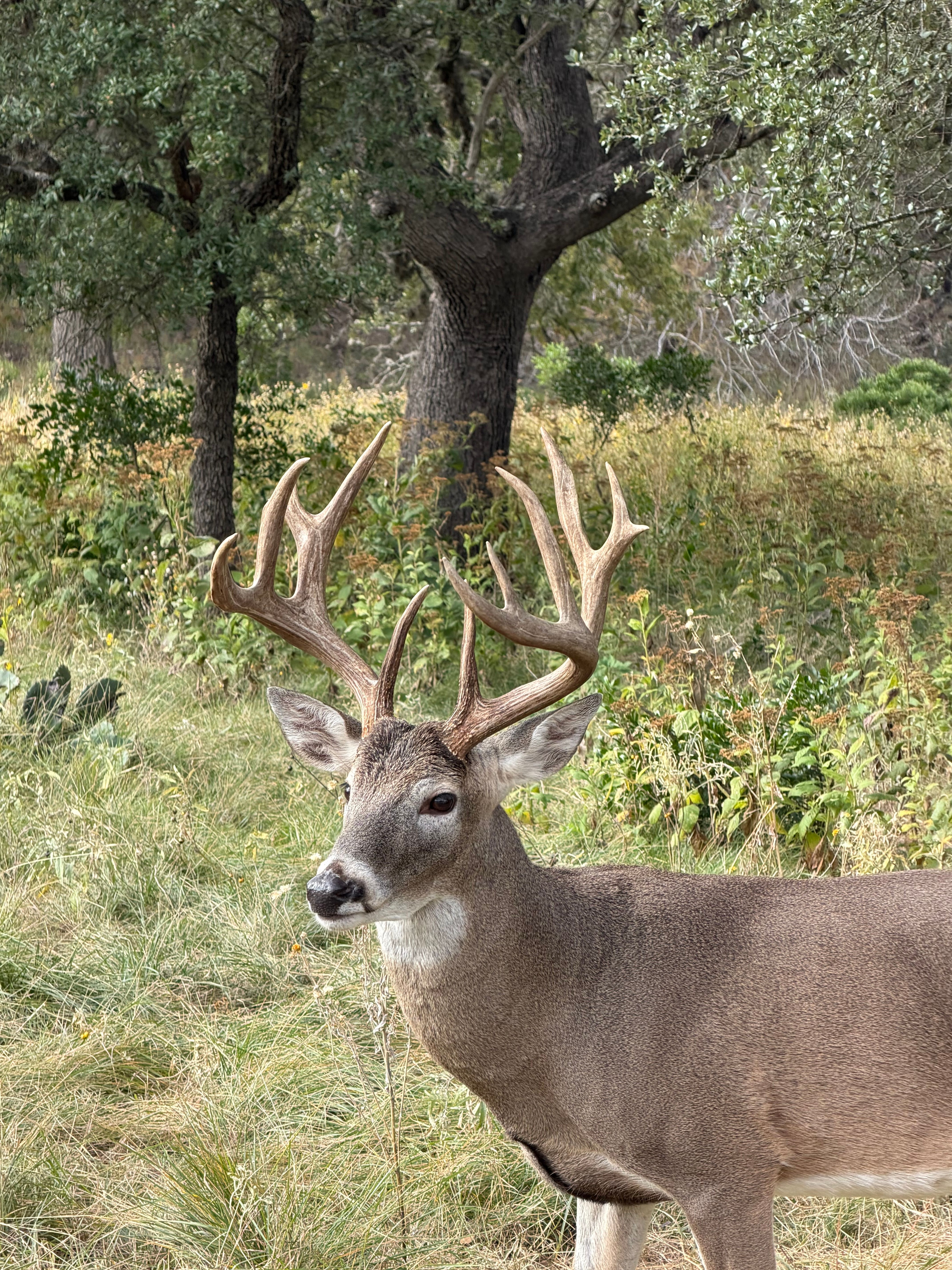  985+/- Acre 12 Springs Ranch - 物件實景