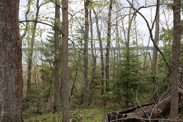 Deer River, Minnesota, 56636, United States, ,Land,For Sale,1974863