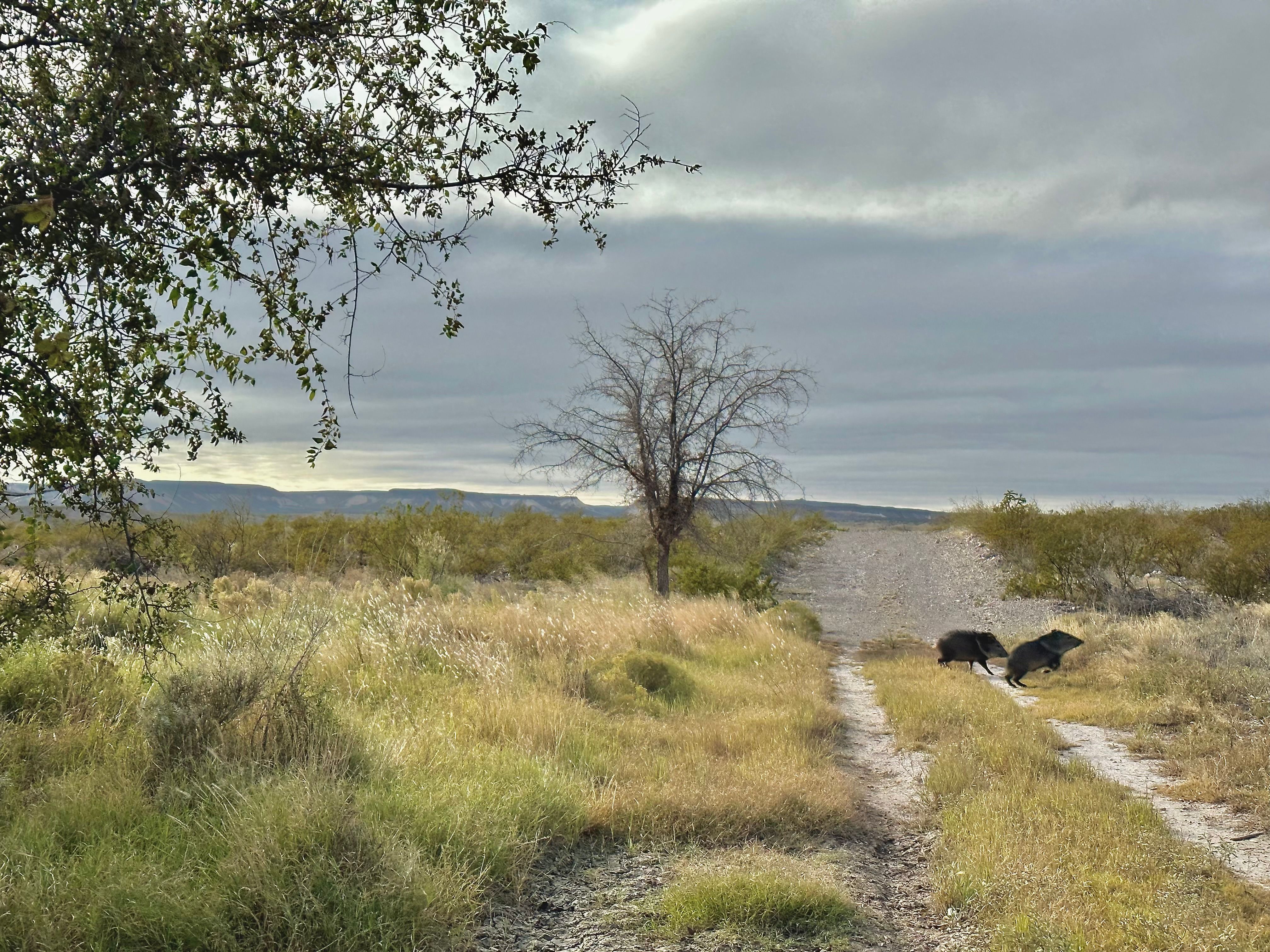  The Alamito Ranch in Presidio County - 物件實景