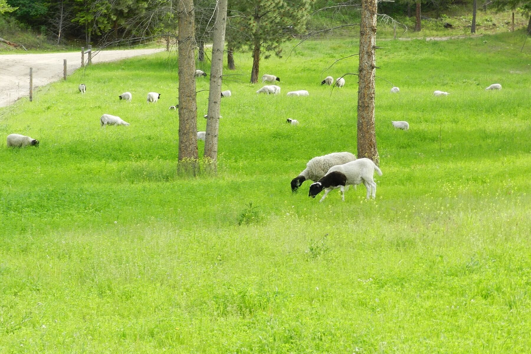  114.92 Acre Estate - 物件實景