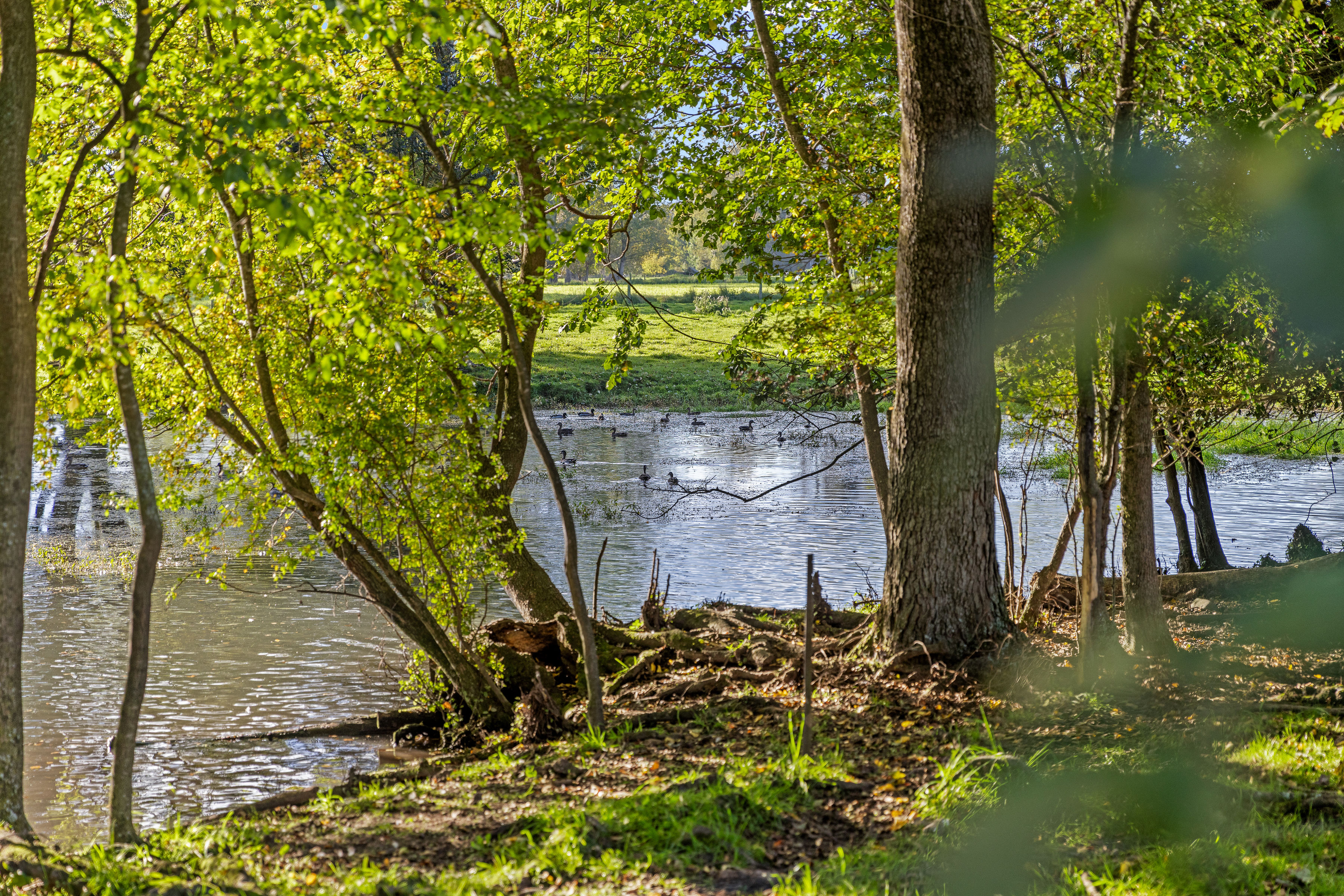  Landmark Homestead rezoned with substantial landbank - 物件實景