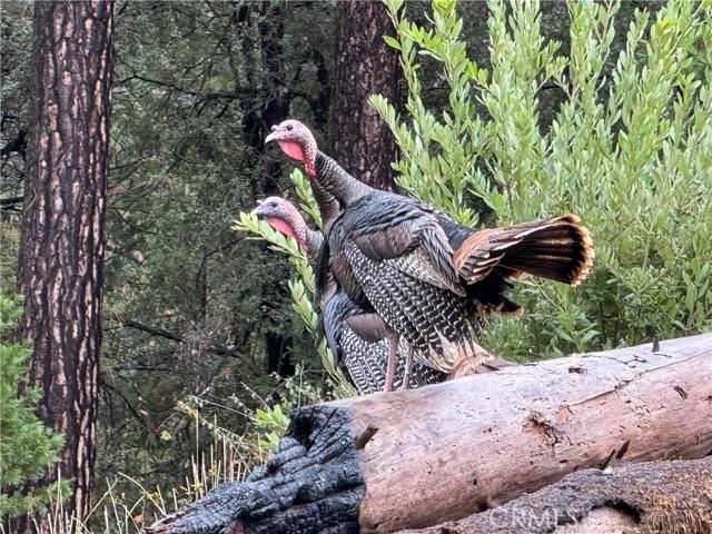 Oroville, California, 95965, United States, 3 Bedrooms Bedrooms, ,3 BathroomsBathrooms,Residential,For Sale,1996477