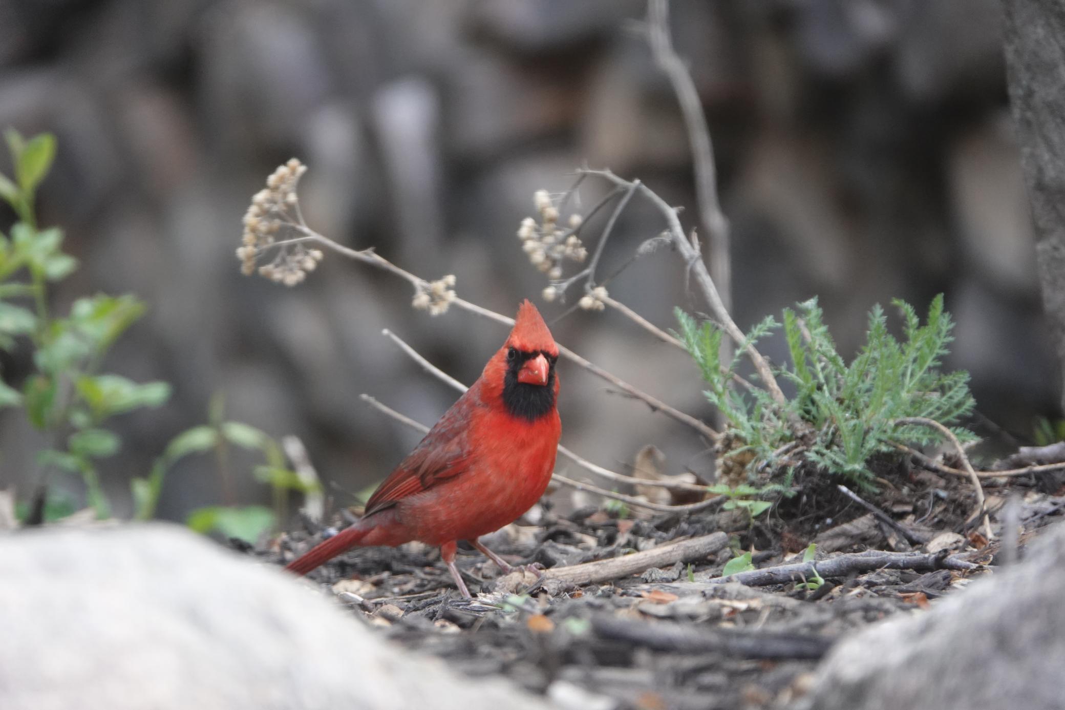 Lakeville, Minnesota, 55044, United States, 4 Bedrooms Bedrooms, ,3 BathroomsBathrooms,Residential,For Sale,1963667