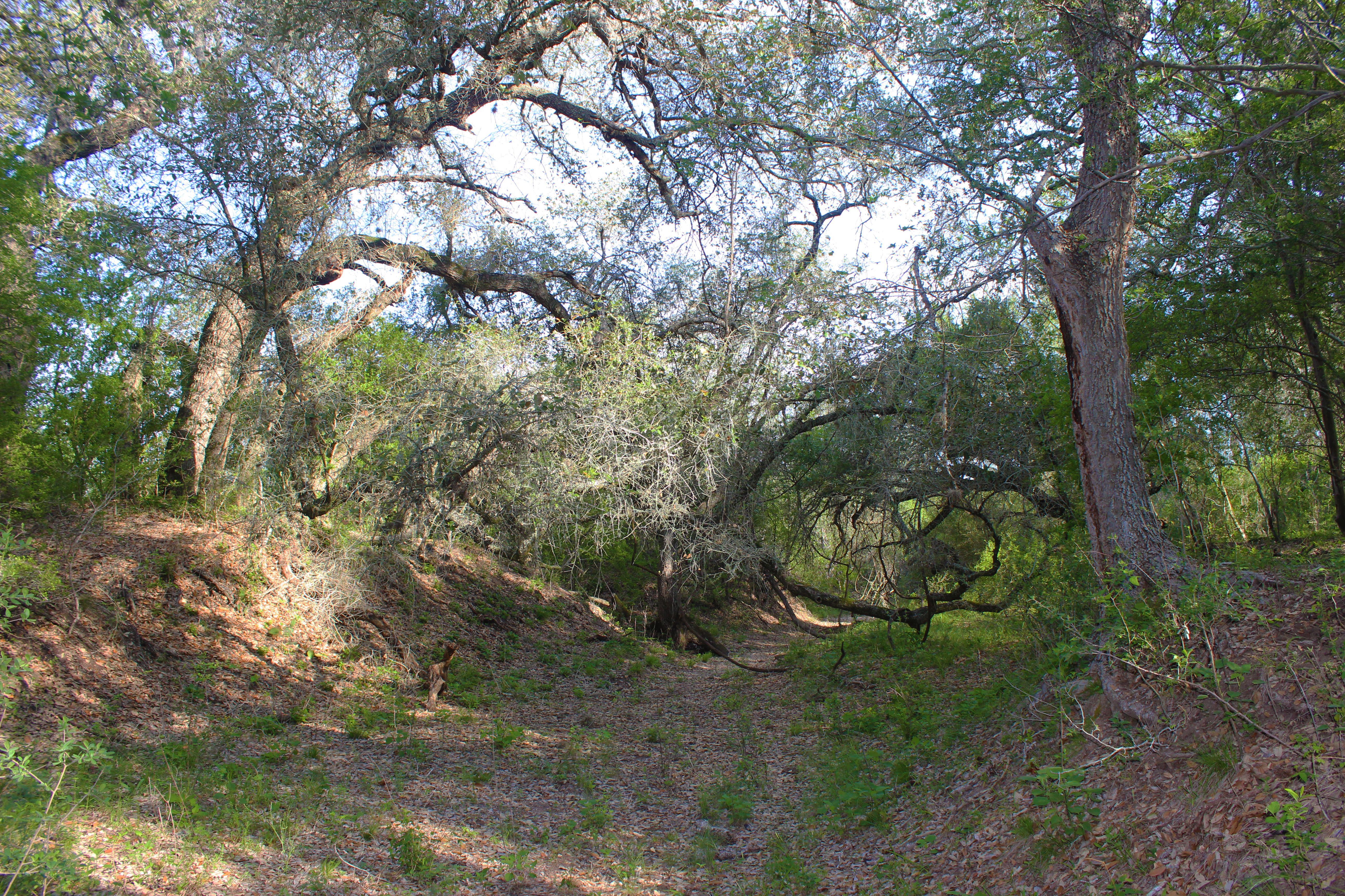  810+/- Acre Cabeza Creek Ranch - 物件實景