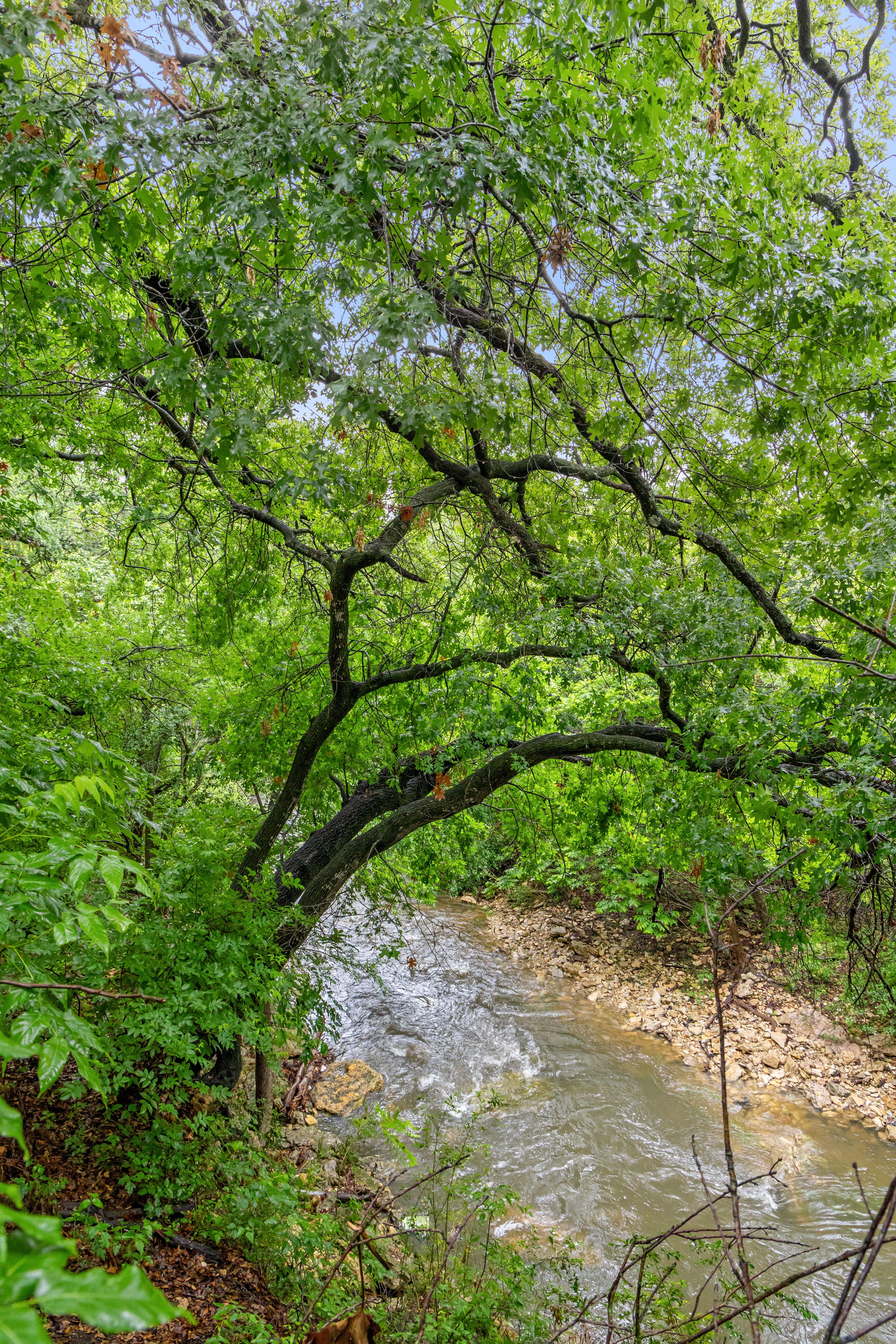  Sprawling Shoal Creek Retreat with Rare Privacy in Central Austin - 物件實景