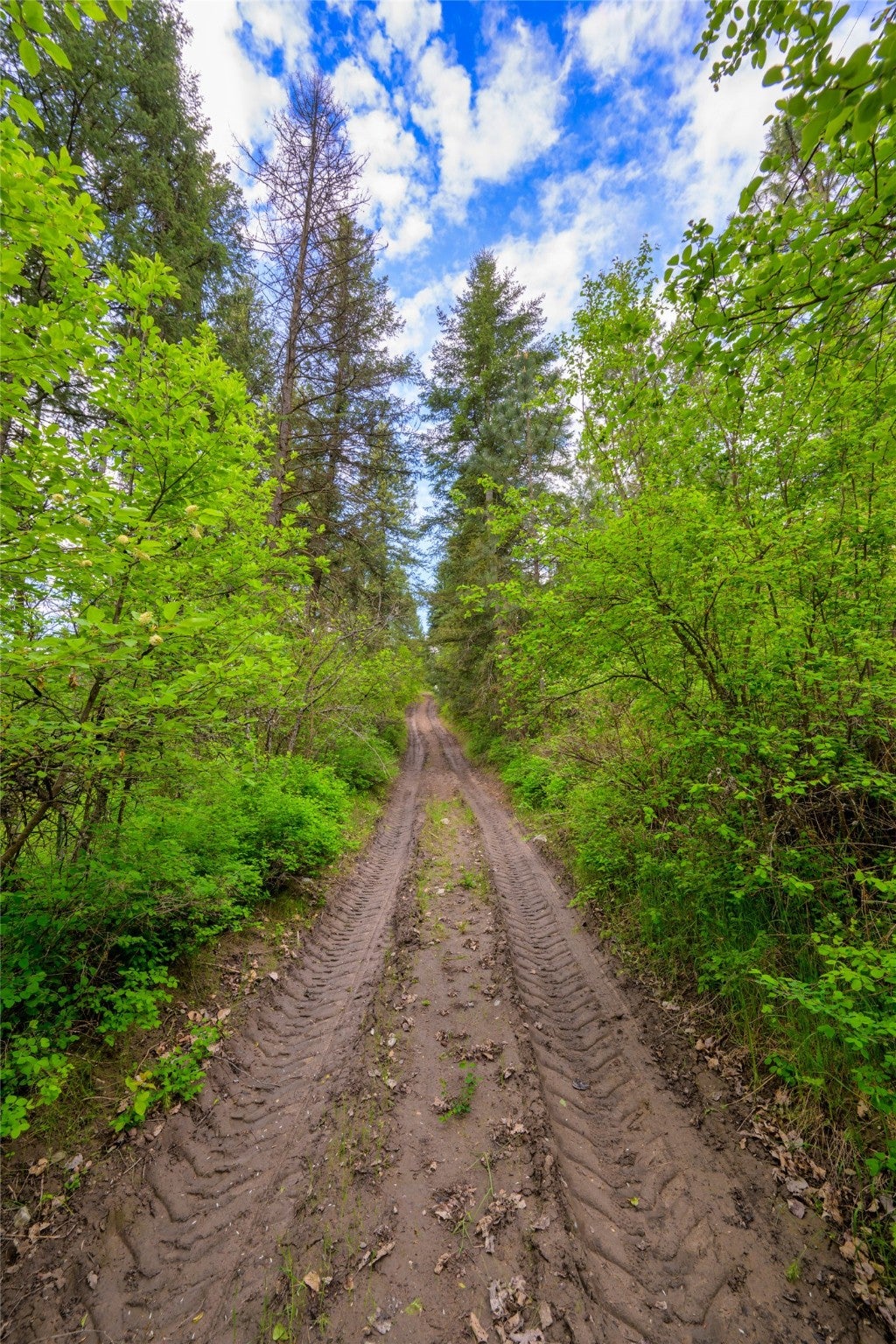 St Regis, Montana, 59866, United States, ,Land,For Sale,1848990