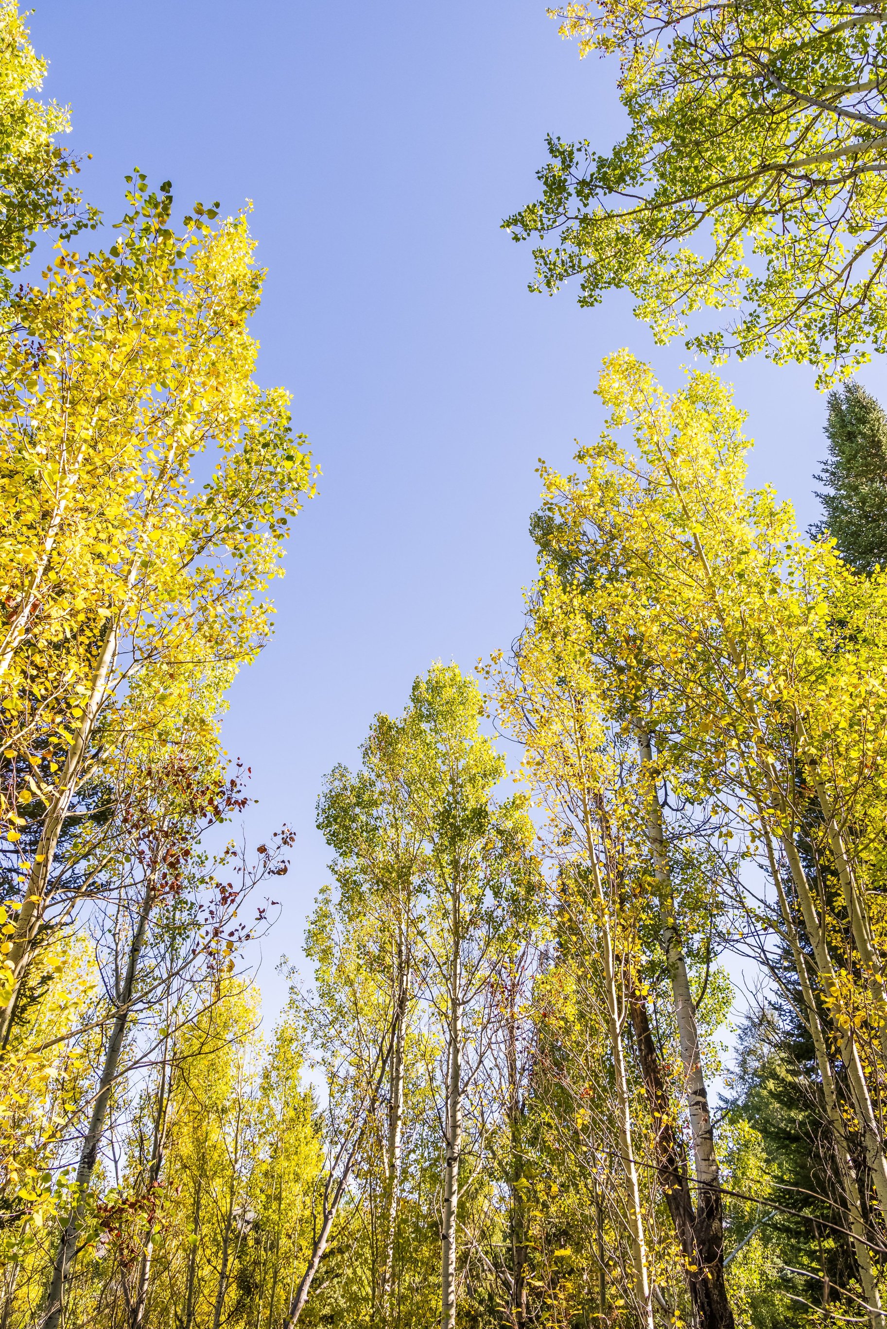  1.32-Acre Wooded Retreat in Gated Pine Mountain Near Oakley - 物件實景