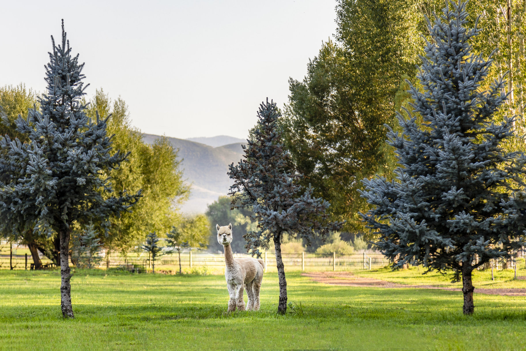  Multi Generational Estate, Heber Utah - 物件實景