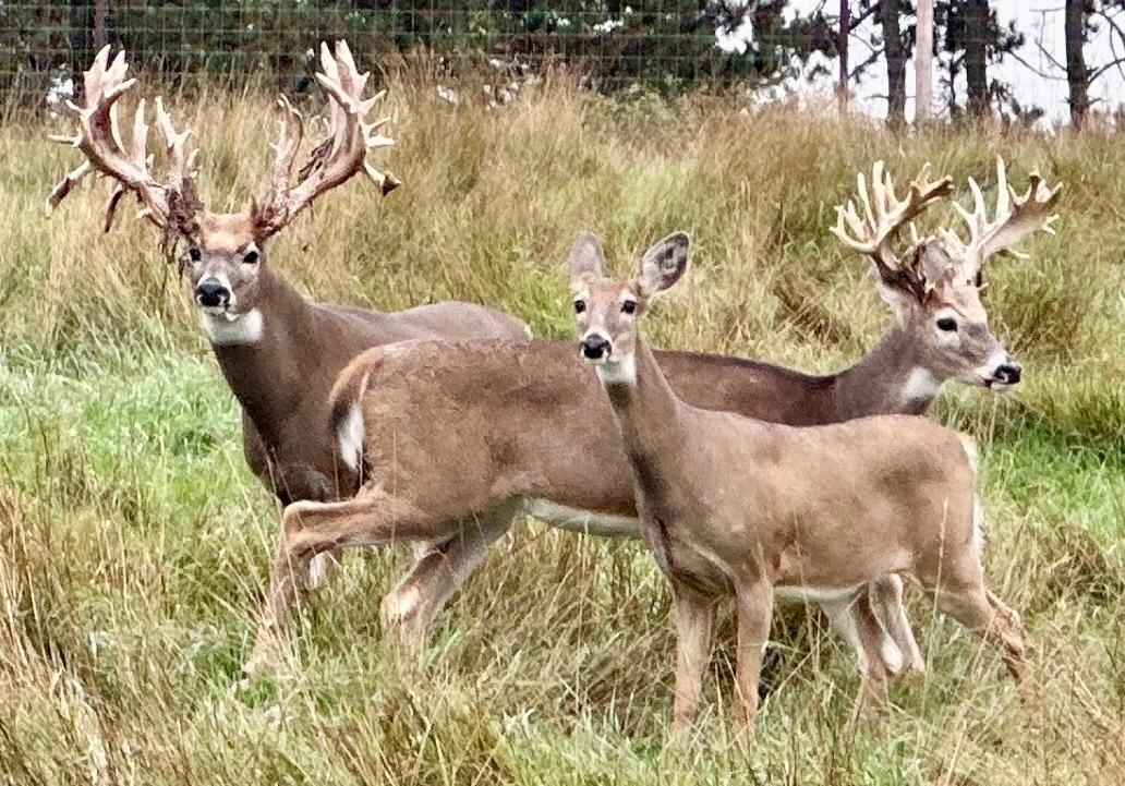 Lake Tomahawk, Wisconsin, 54487, United States, ,Residential,For Sale,1973874