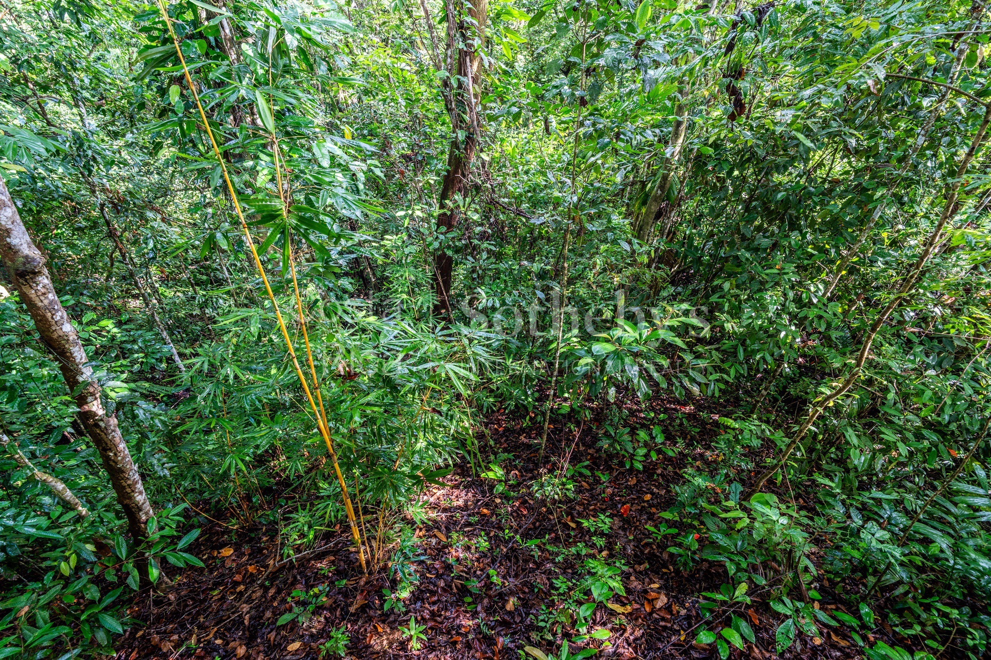  Dominical Yoga Retreat and Nature Reserve - 物件實景