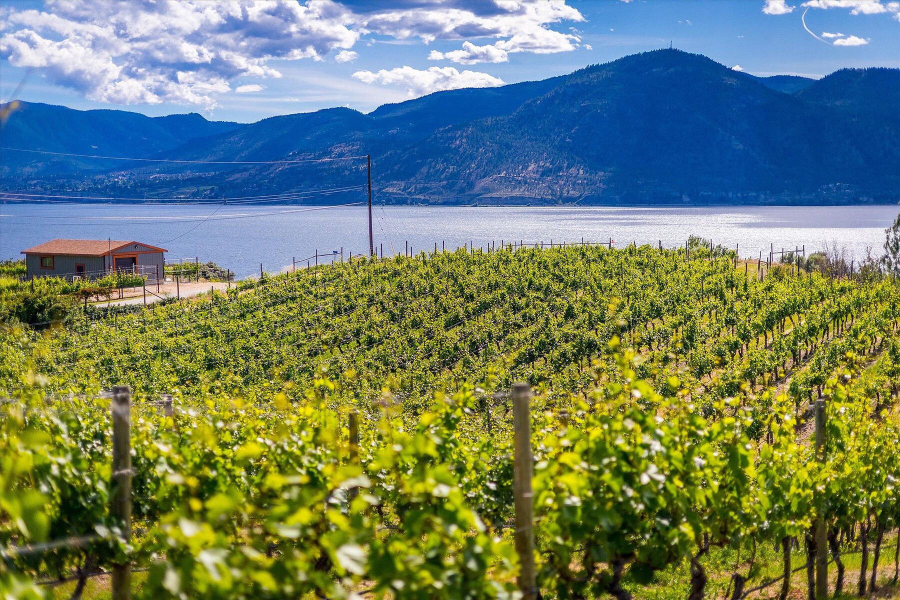  Multiple Homes on a Vineyard - 物件實景