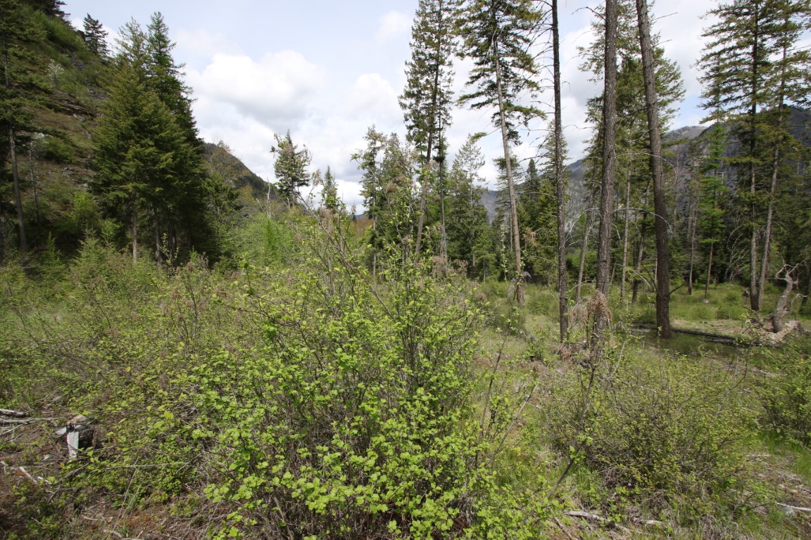 Plains, Montana, 59859, United States, ,Residential,For Sale,1921183