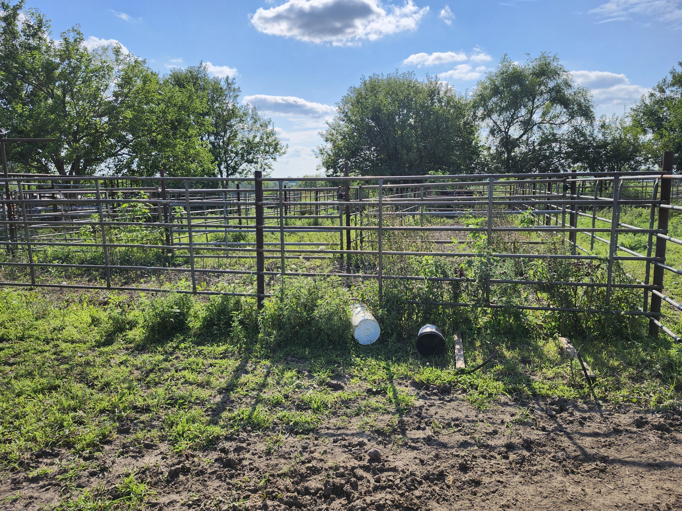 Princeton, Missouri, 64673, United States, ,Land,For Sale,2001559