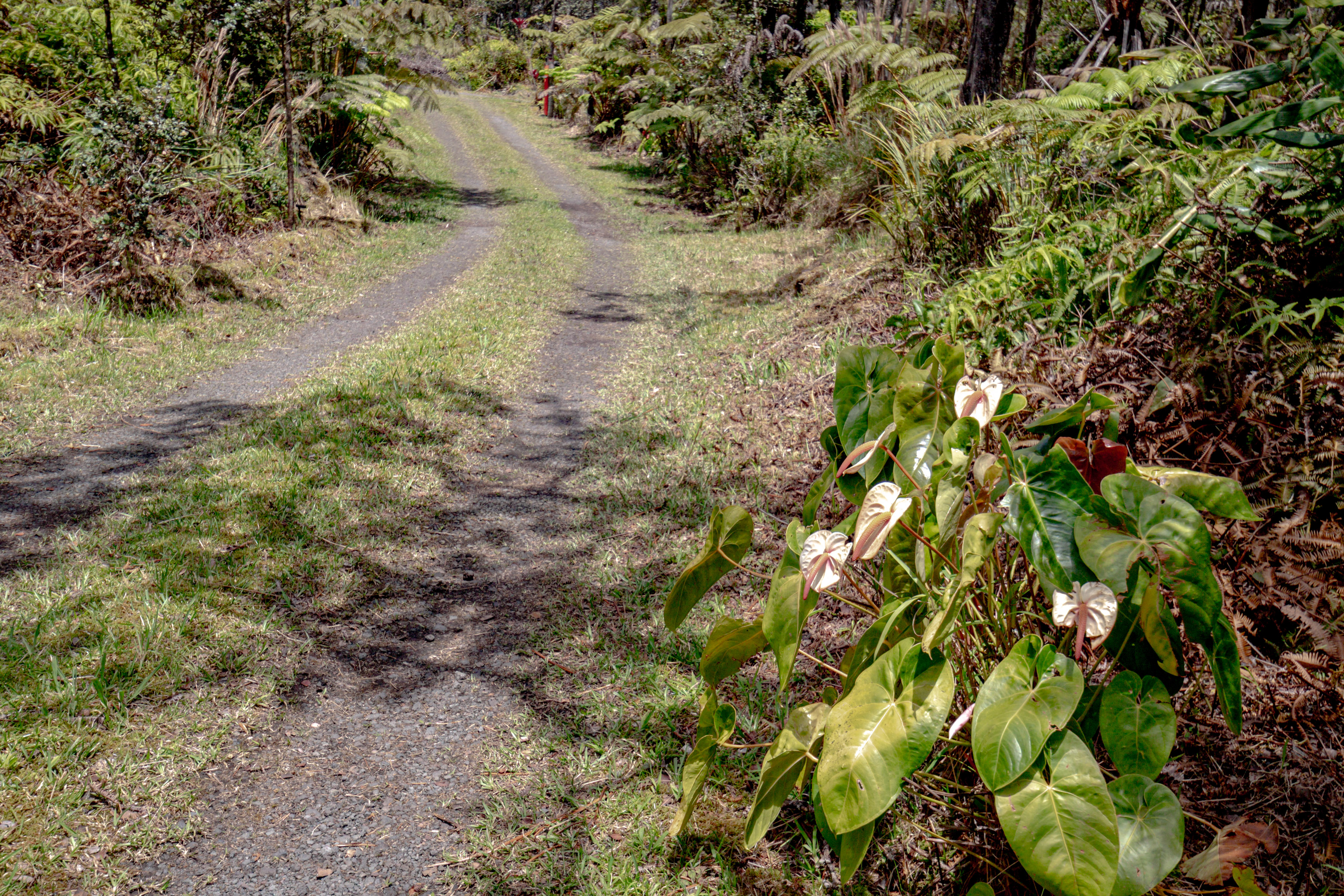  11-3121  HOOLEHUA RD, Volcano, HI 96785 - 物件實景